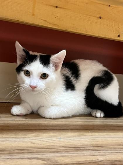 Dash, Adoptable, Kitten Male Domestic Short Hair.