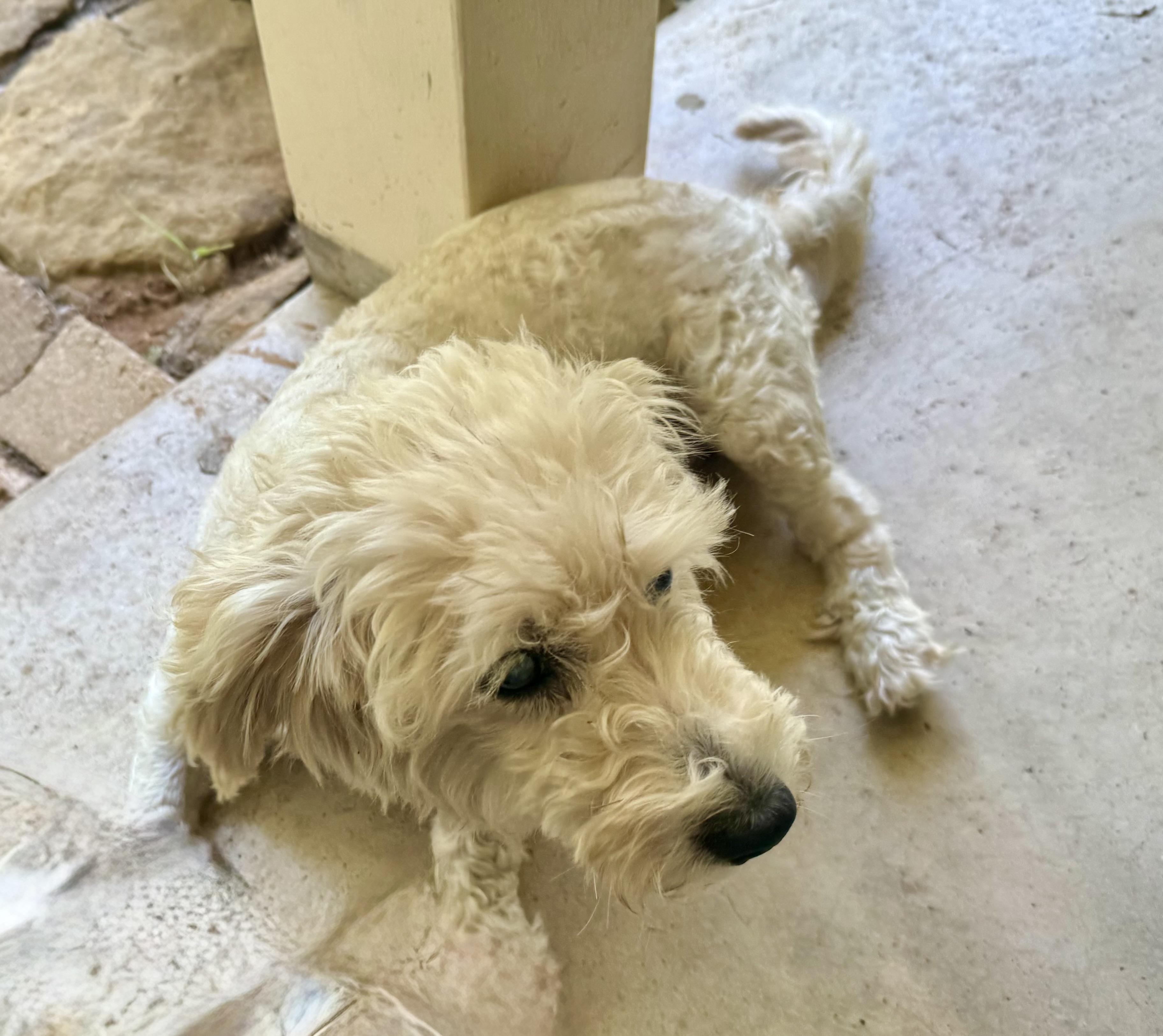 Enlarge Biscuit, a Adopted mixed breed in Brenham, TX image 3/5