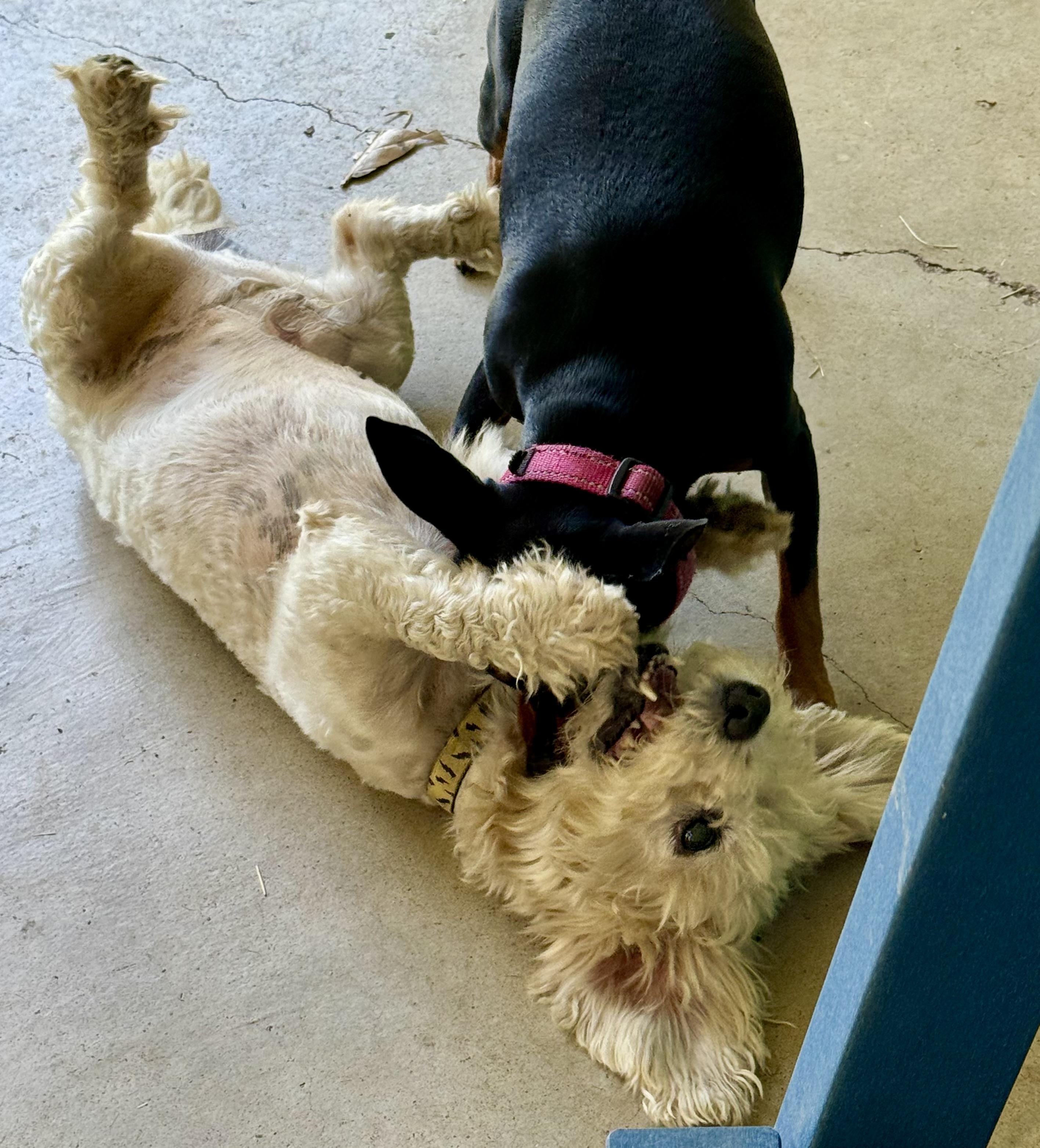 Enlarge Biscuit, a Adopted mixed breed in Brenham, TX image 4/5