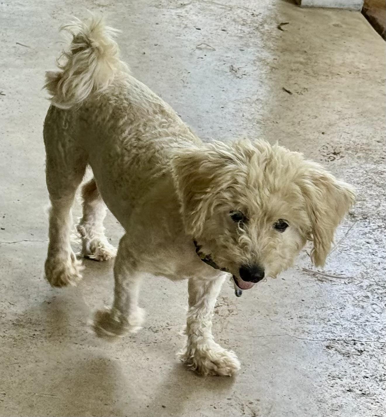 Enlarge Biscuit, a Adopted mixed breed in Brenham, TX image 5/5