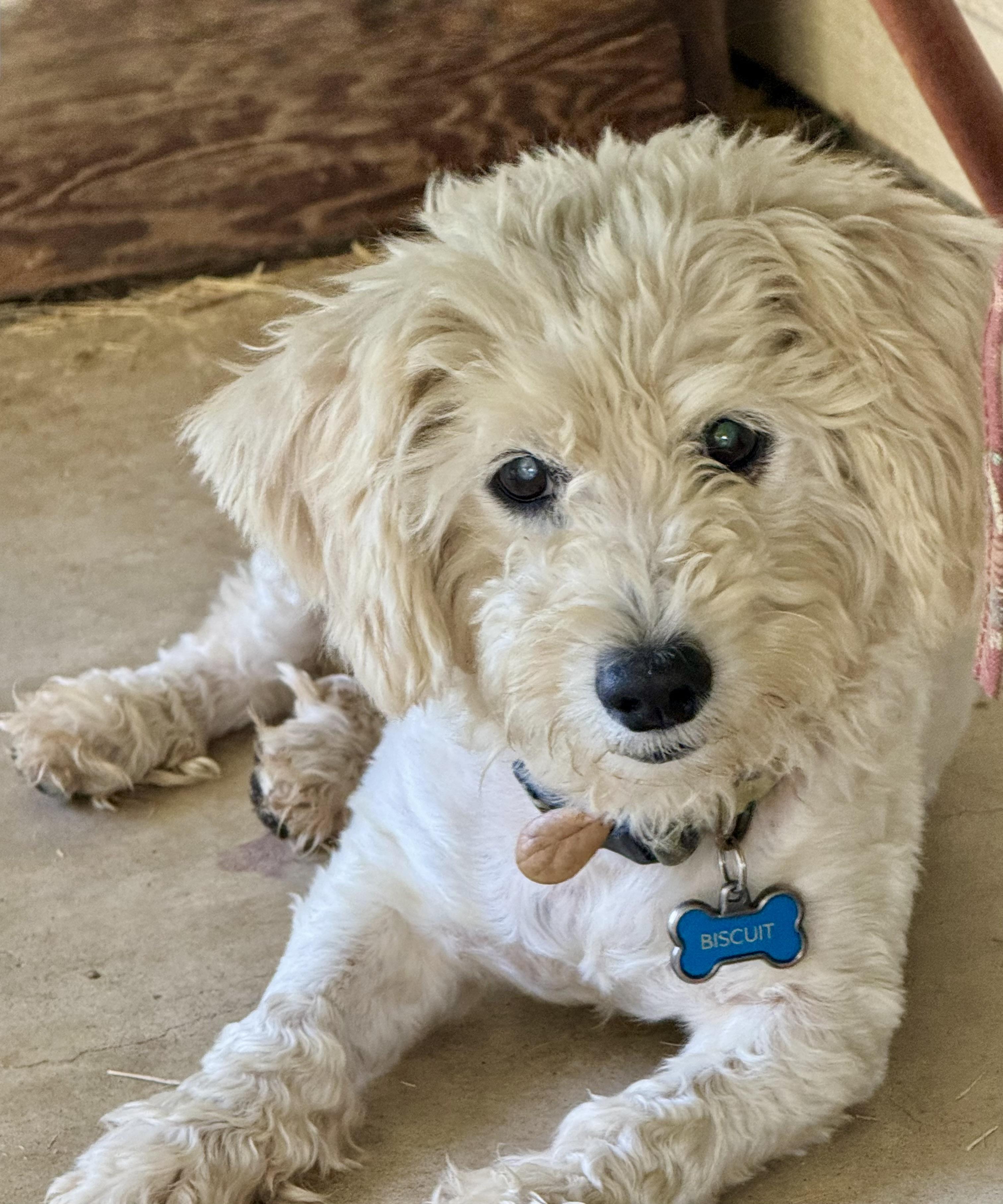 Enlarge Biscuit, a Adopted mixed breed in Brenham, TX image 1/5