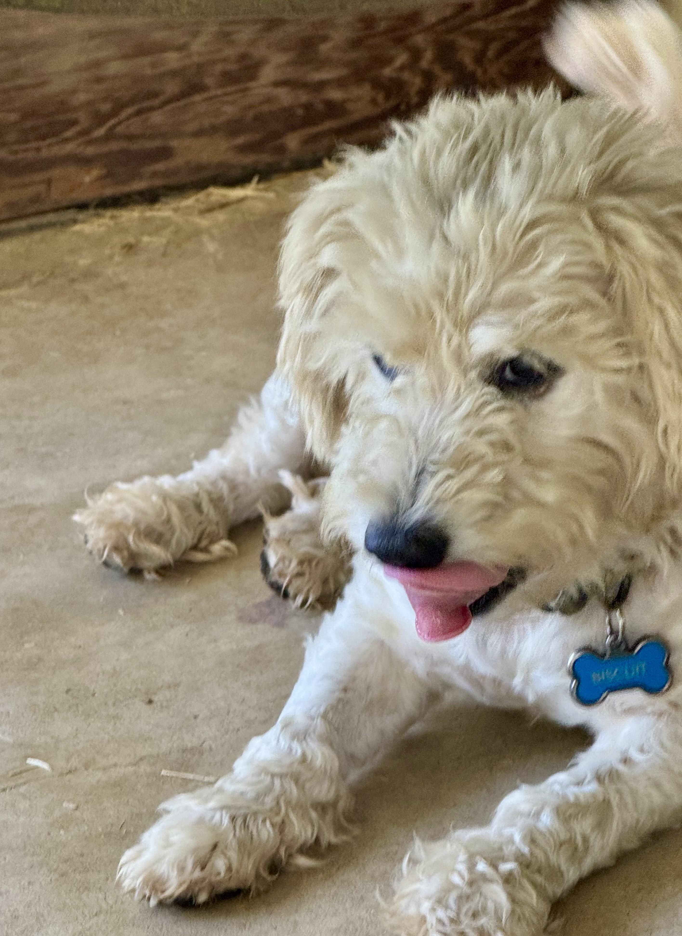 Enlarge Biscuit, a Adopted mixed breed in Brenham, TX image 2/5