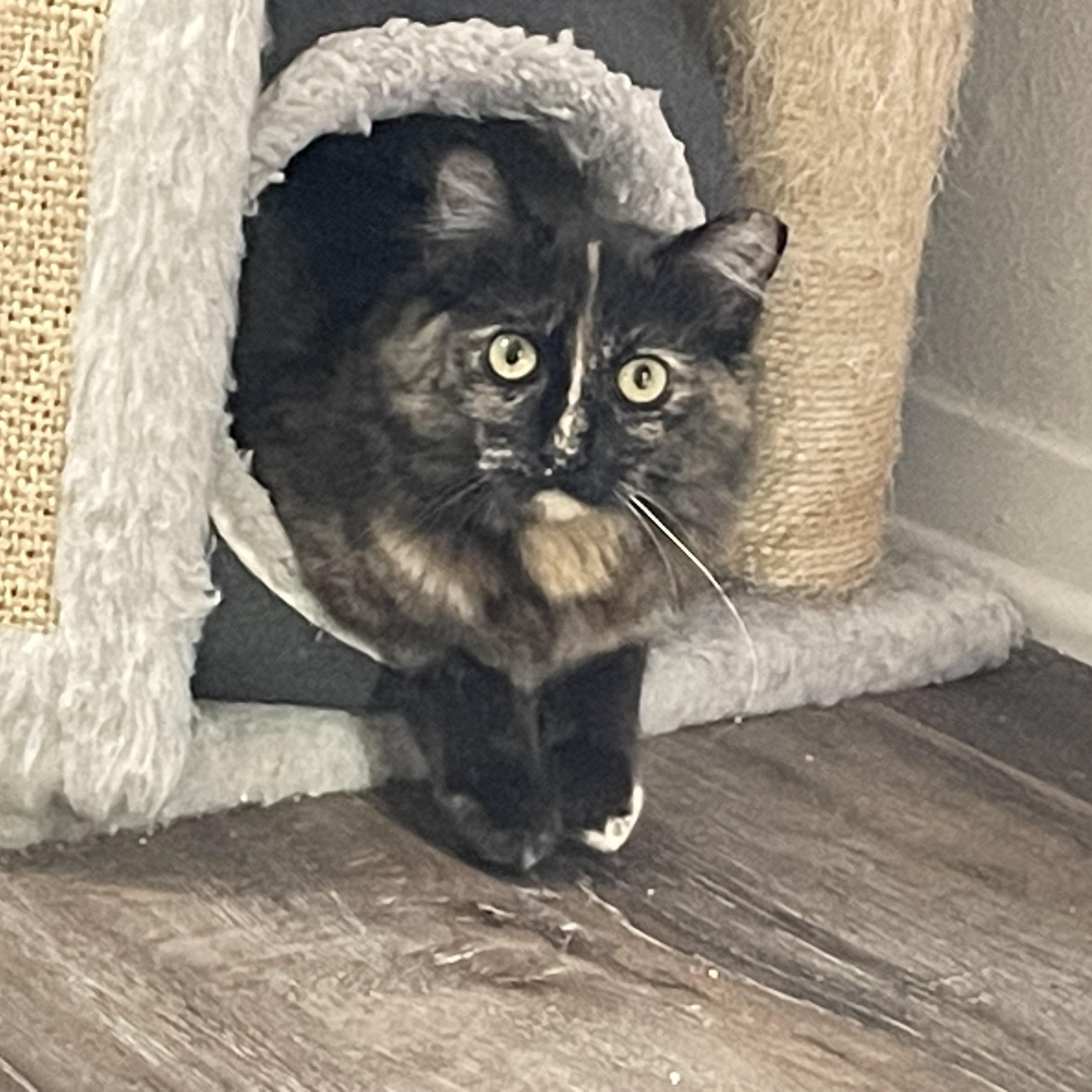 Enlarge Pivot , an adoptable Domestic Medium Hair in Bryan, TX image 4/6