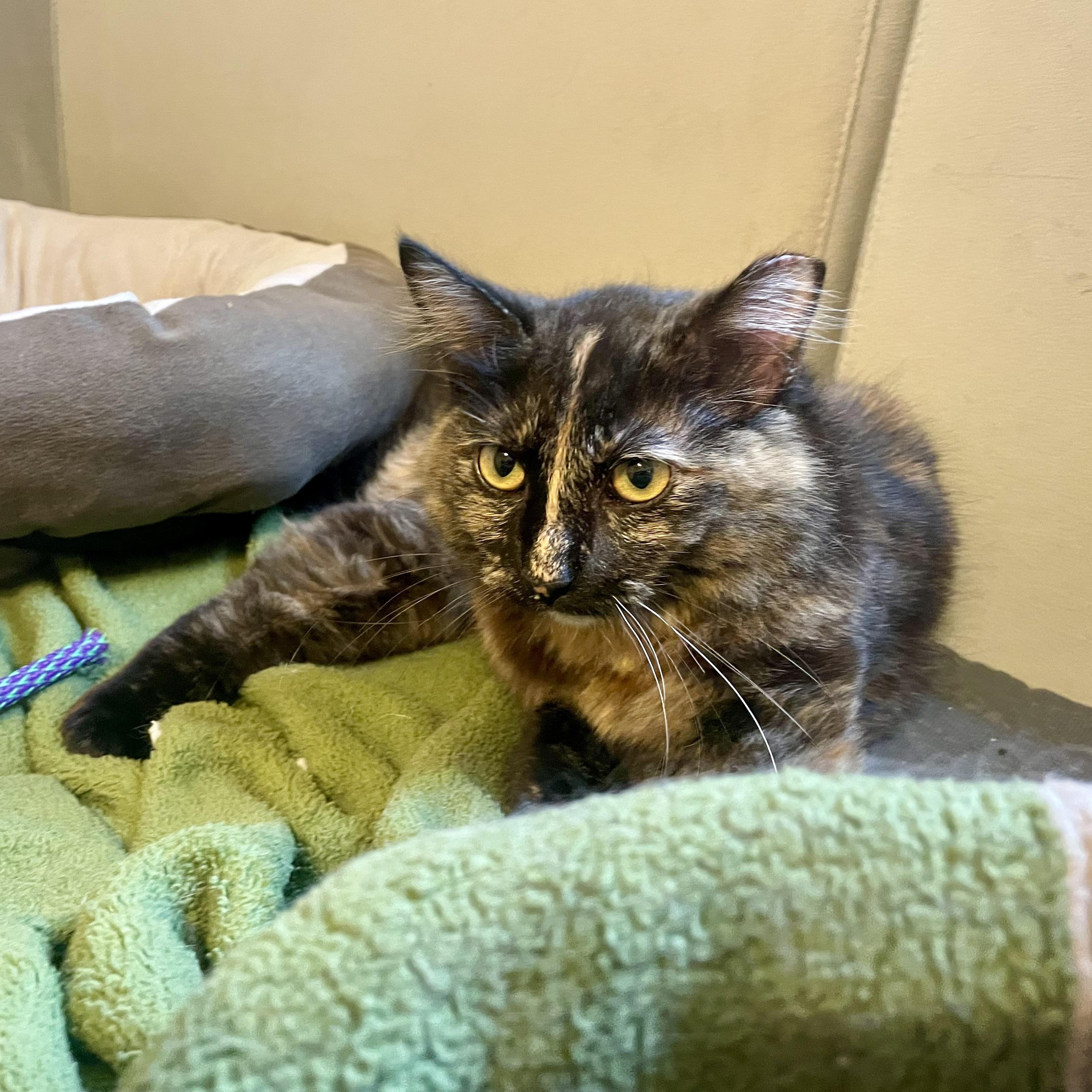 Enlarge Pivot , an adoptable Domestic Medium Hair in Bryan, TX image 6/6
