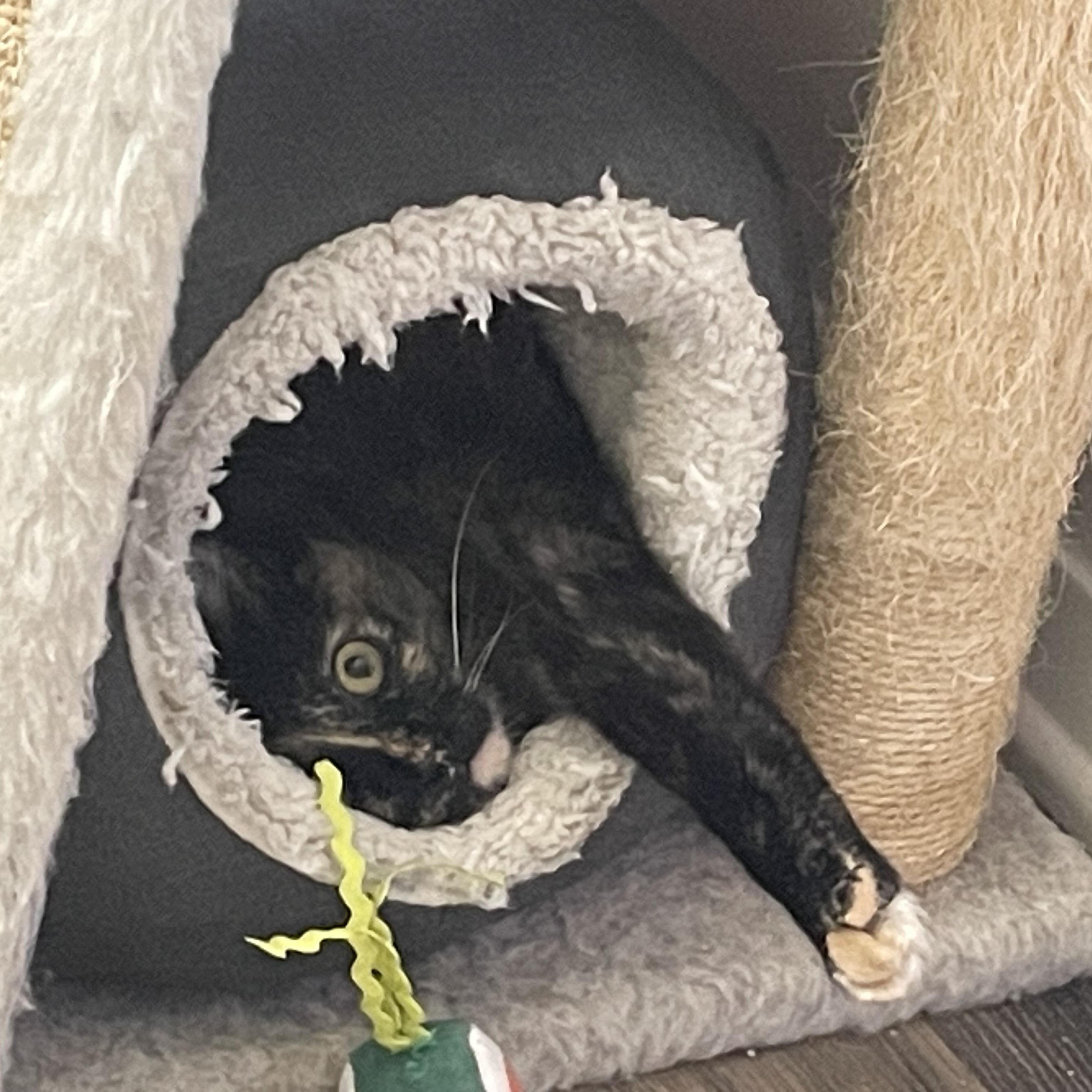 Pivot , ADOPTABLE, Young Female Domestic Medium Hair.