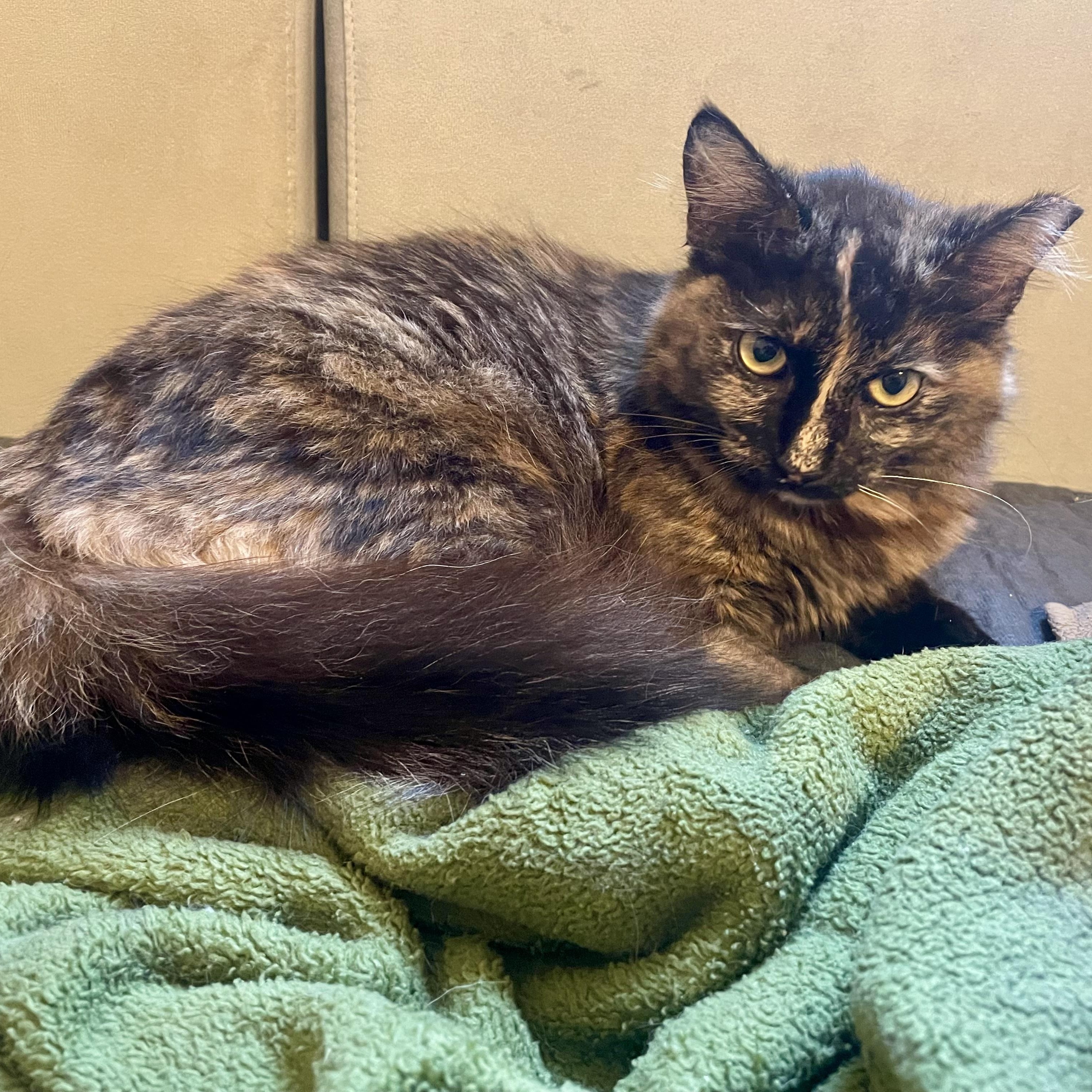Enlarge Pivot , an adoptable Domestic Medium Hair in Bryan, TX image 2/6