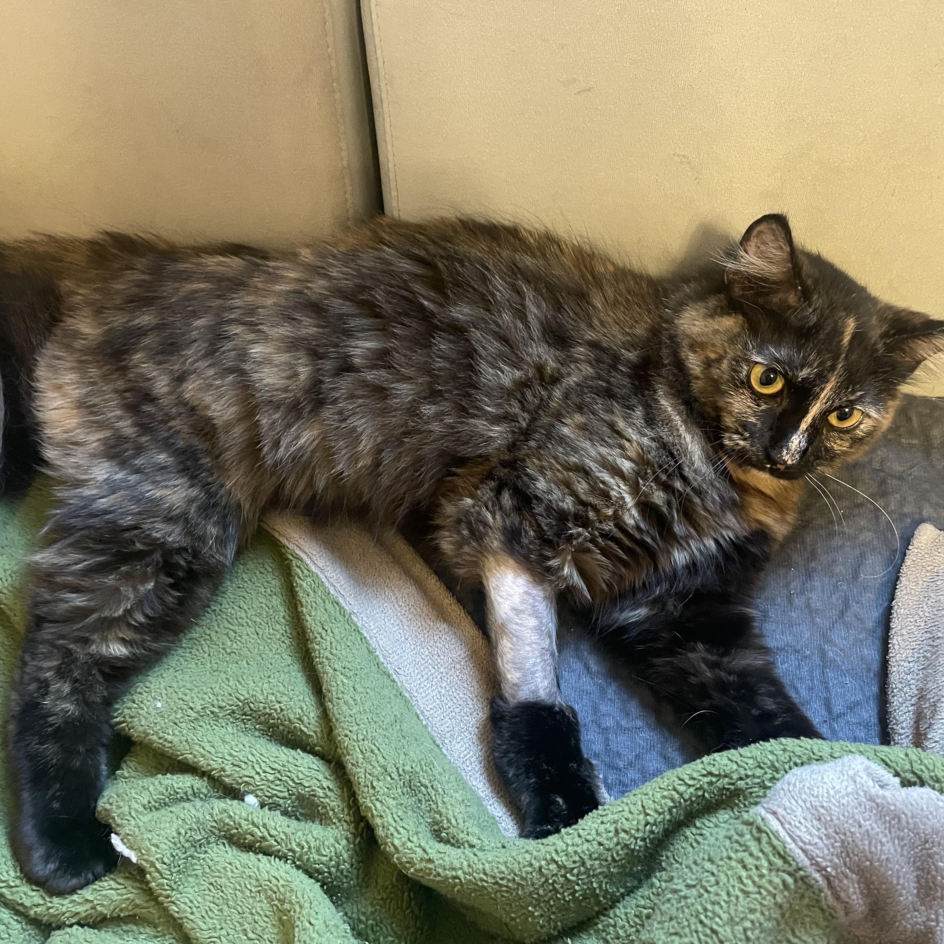 Enlarge Pivot , an adoptable Domestic Medium Hair in Bryan, TX image 3/6