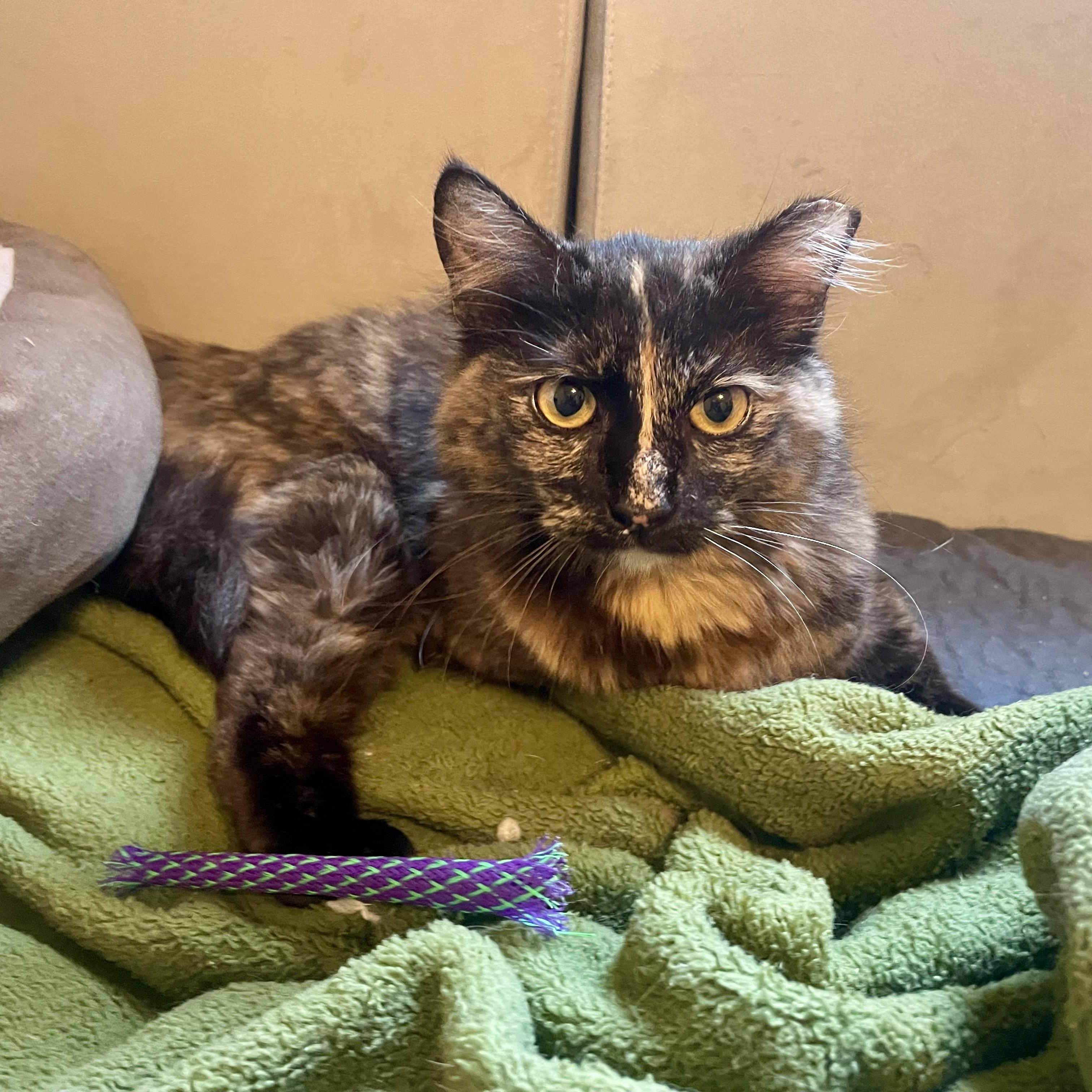 Enlarge Pivot , an adoptable Domestic Medium Hair in Bryan, TX image 5/6