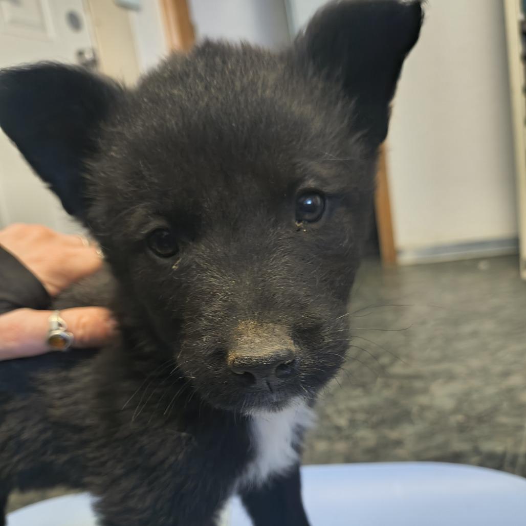Bear, Adoptable, Puppy Male Husky & Poodle.