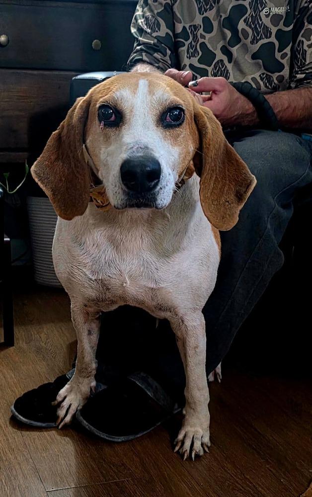 Enlarge Melvin, a Adoptable mixed breed in Syracuse, NY image 1/6