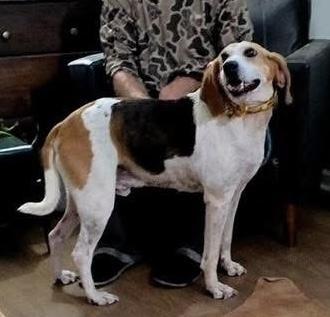 Enlarge Melvin, a Adoptable mixed breed in Syracuse, NY image 2/6