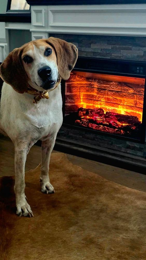 Enlarge Melvin, a Adoptable mixed breed in Syracuse, NY image 3/6