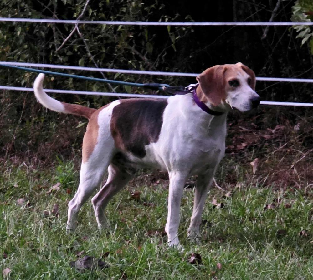 Enlarge Melvin, a Adoptable mixed breed in Syracuse, NY image 4/6