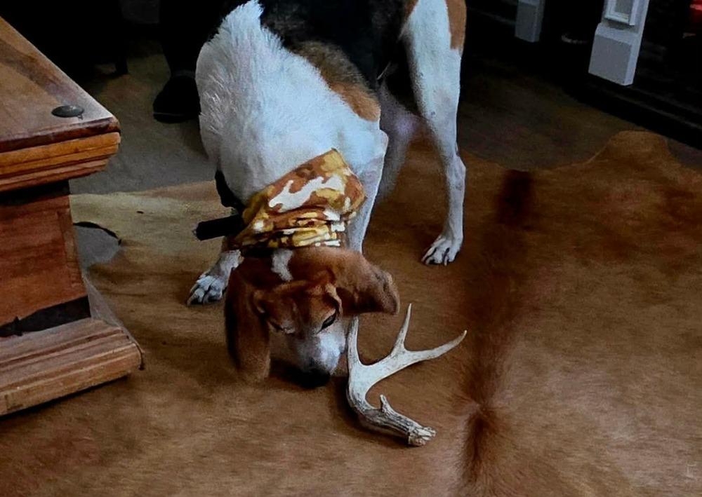 Enlarge Melvin, a Adoptable mixed breed in Syracuse, NY image 6/6