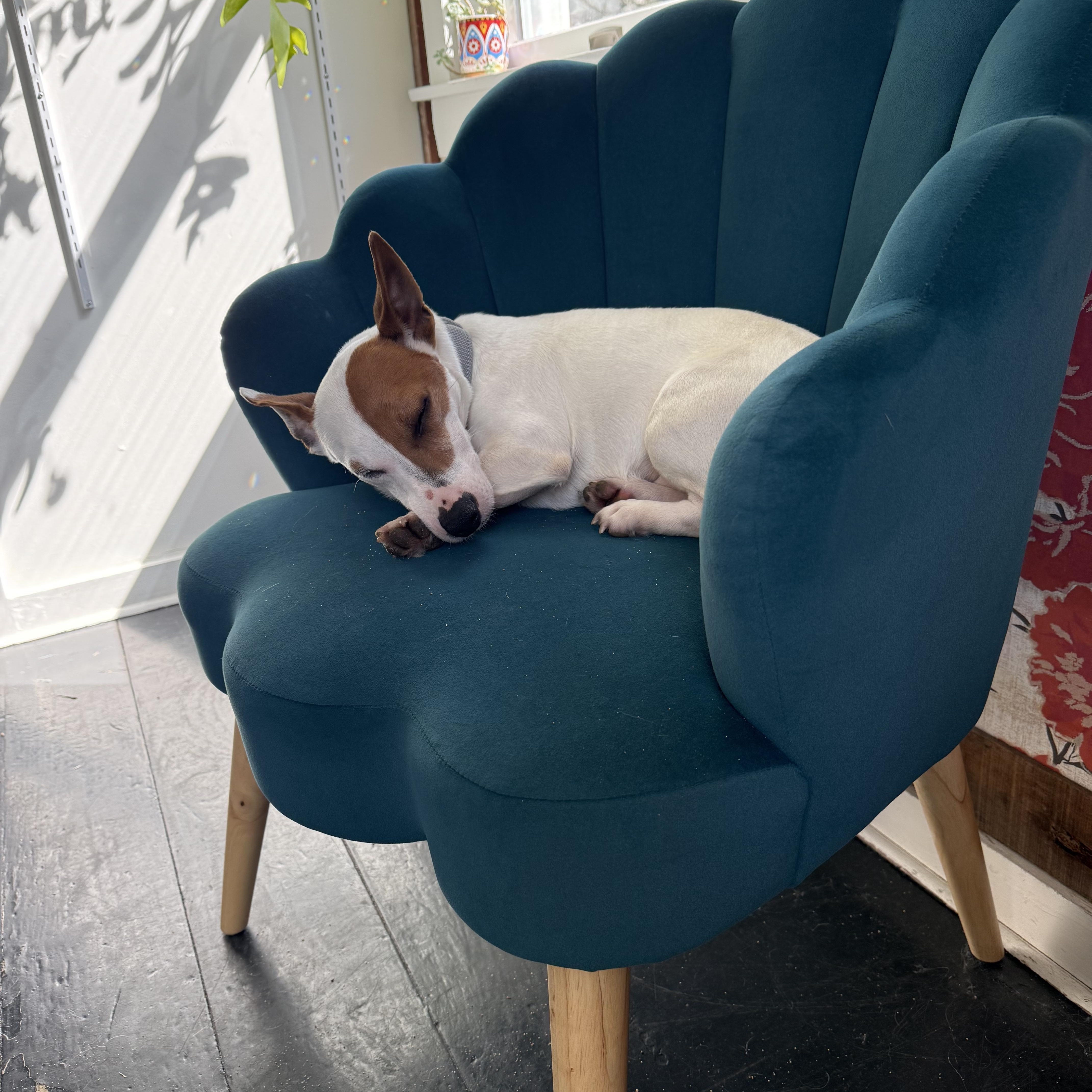 Enlarge Elliot, a ADOPTABLE Jack Russell Terrier in Oak Bluffs, MA image 2/3