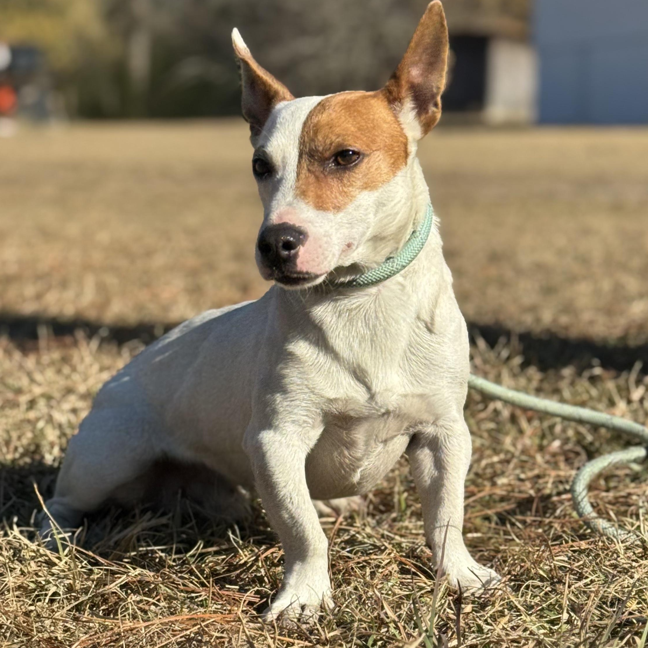 Enlarge Elliot, a ADOPTABLE Jack Russell Terrier in Oak Bluffs, MA image 3/3