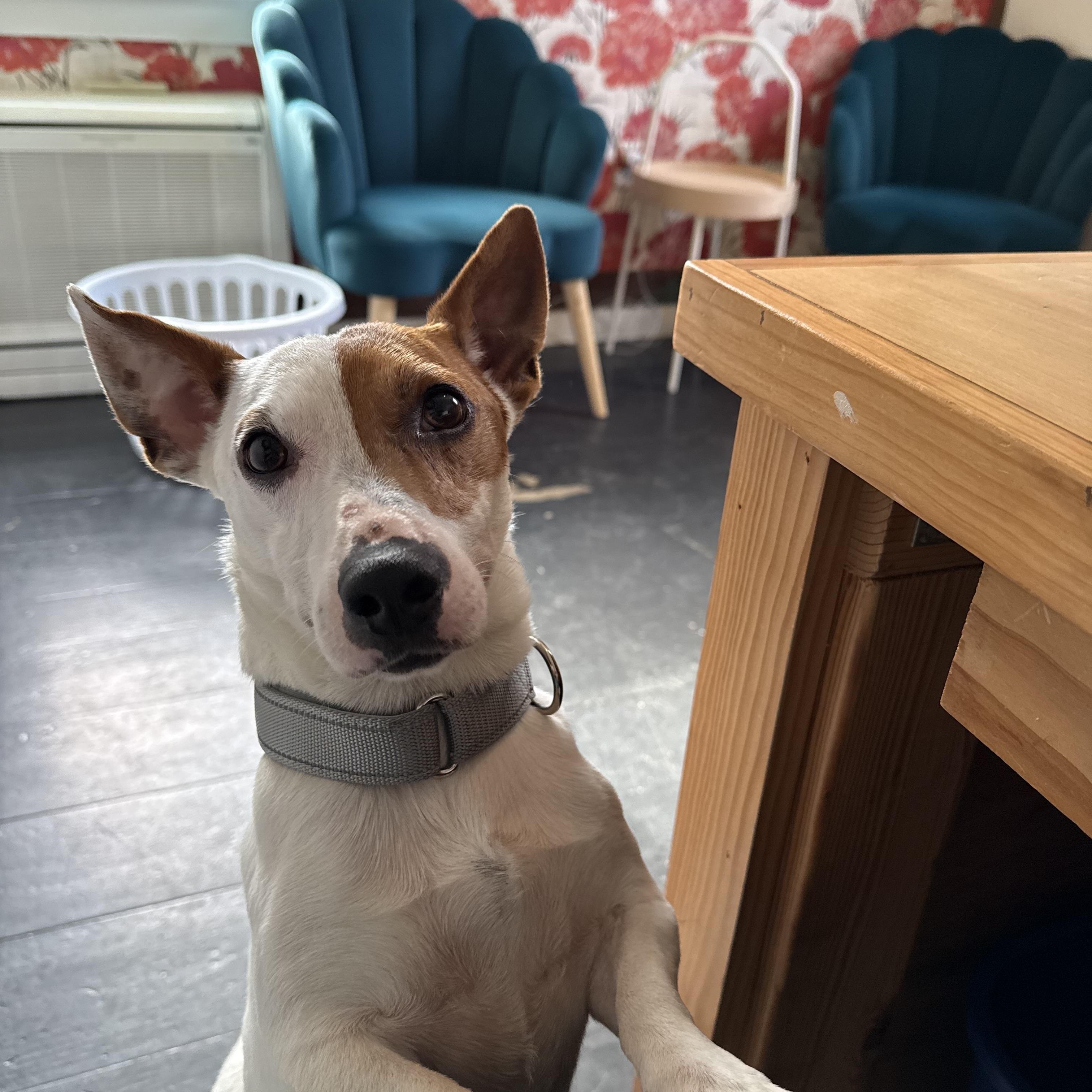 Elliot, ADOPTABLE, Young Male Jack Russell Terrier.