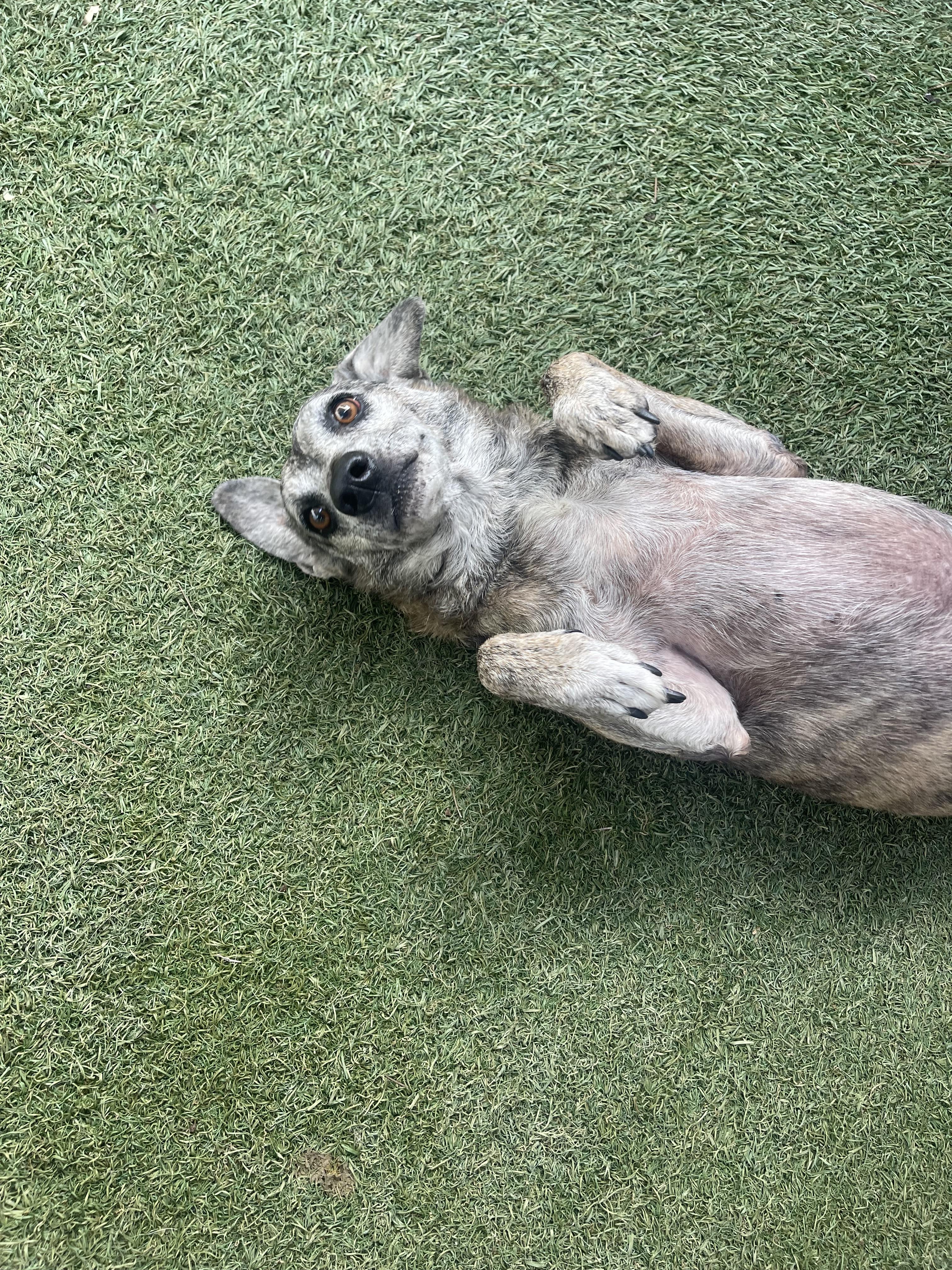Enlarge George, a Adoptable mixed breed in Baton Rouge, LA image 5/6