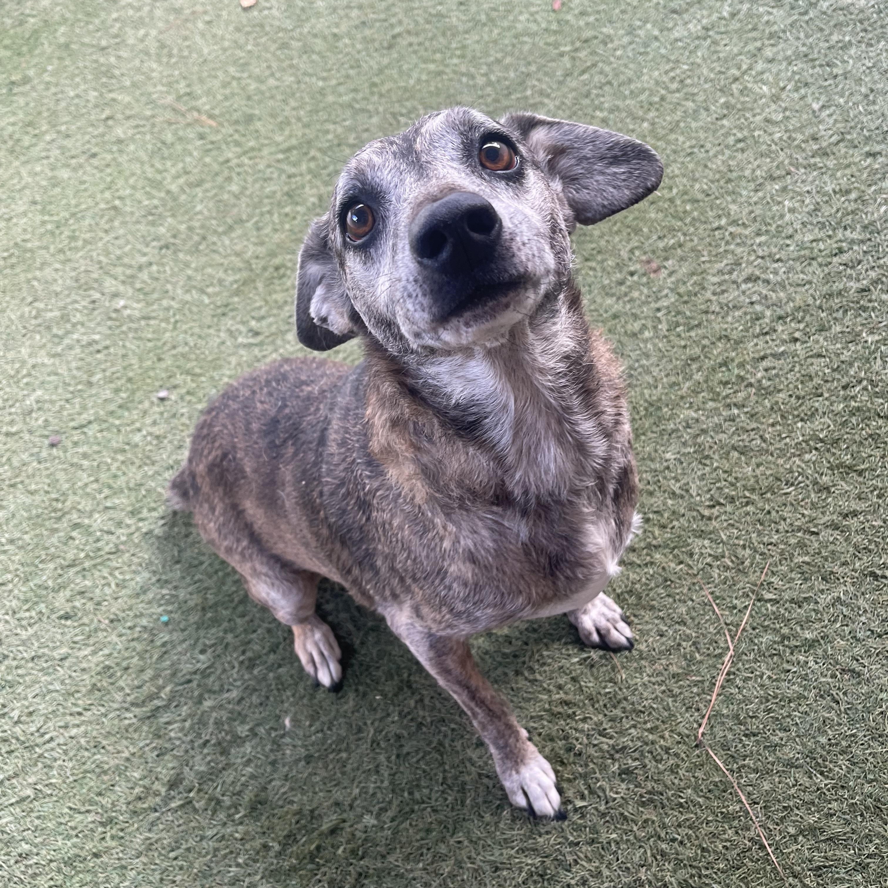 Enlarge George, a Adoptable mixed breed in Baton Rouge, LA image 4/6