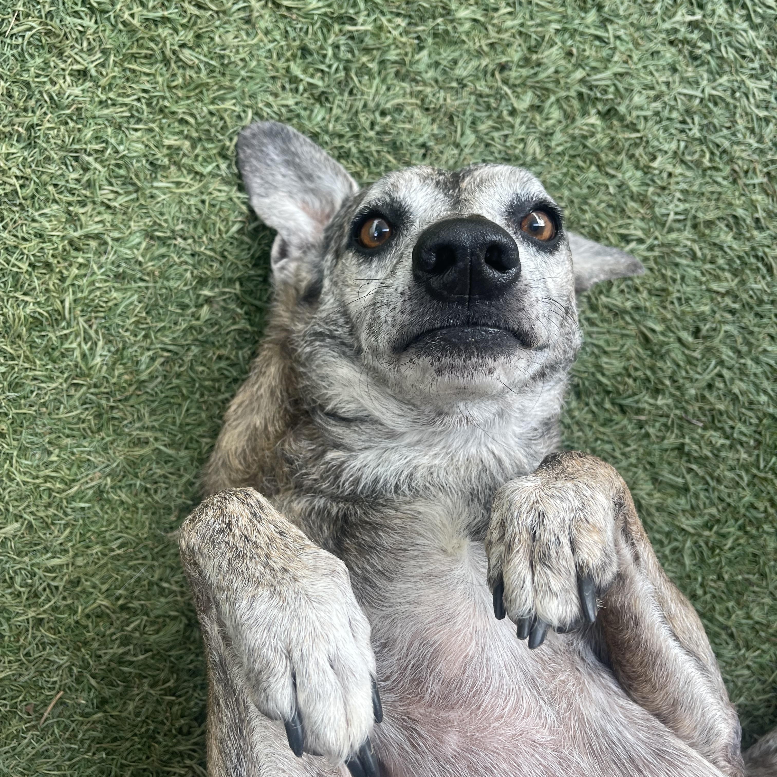Enlarge George, a Adoptable mixed breed in Baton Rouge, LA image 3/6
