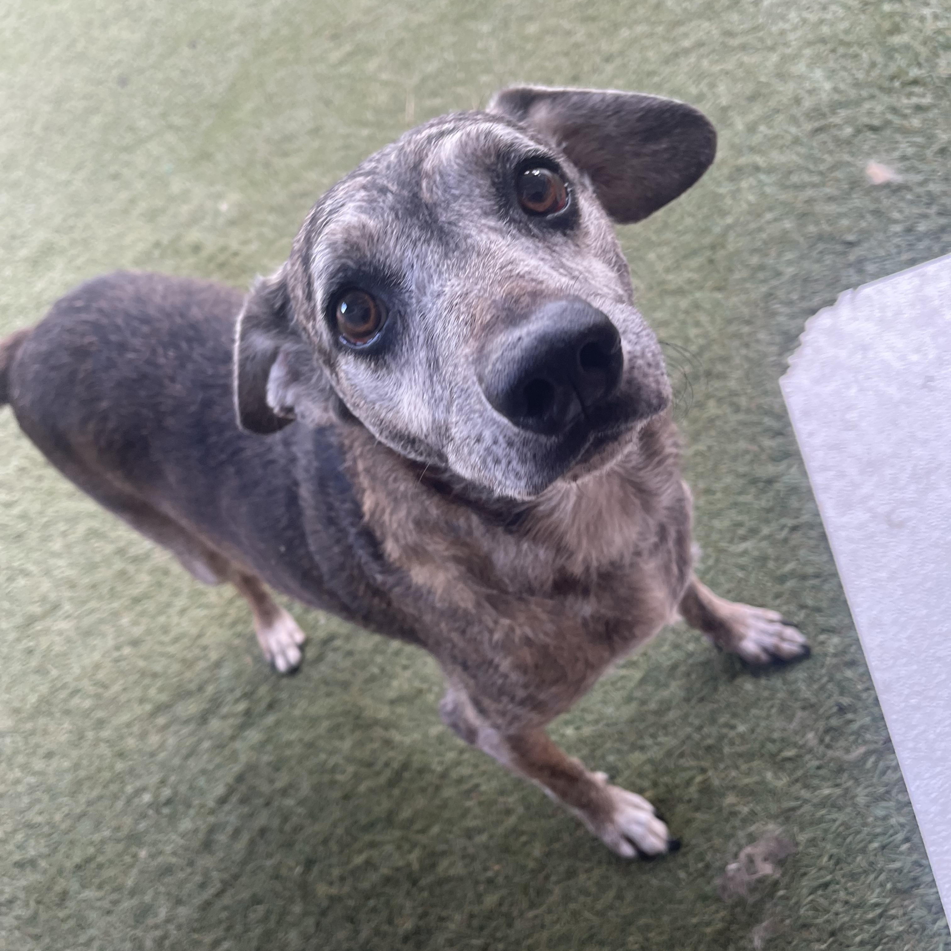 George, Adoptable, Senior Male Black Mouth Cur.