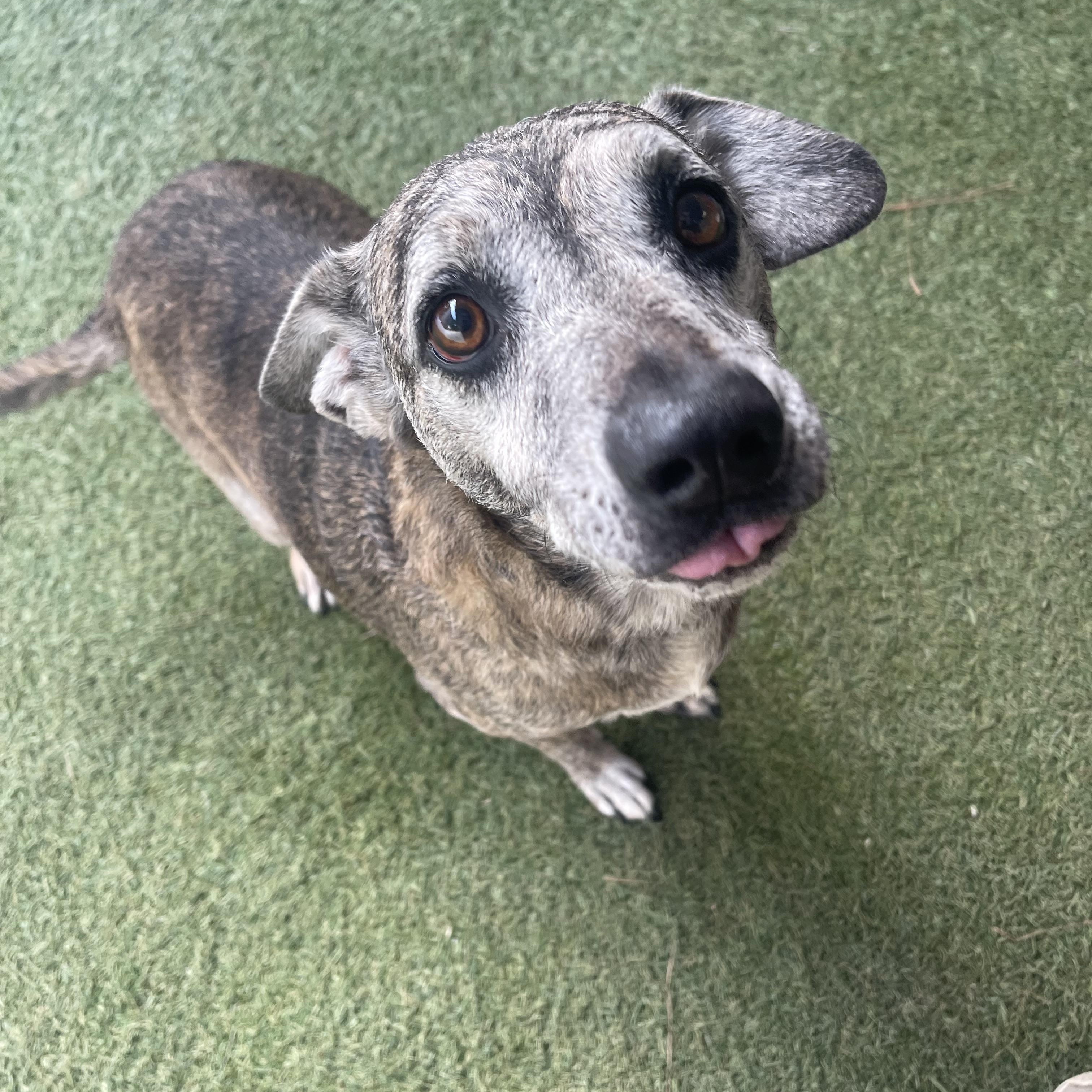 Enlarge George, a Adoptable mixed breed in Baton Rouge, LA image 2/6