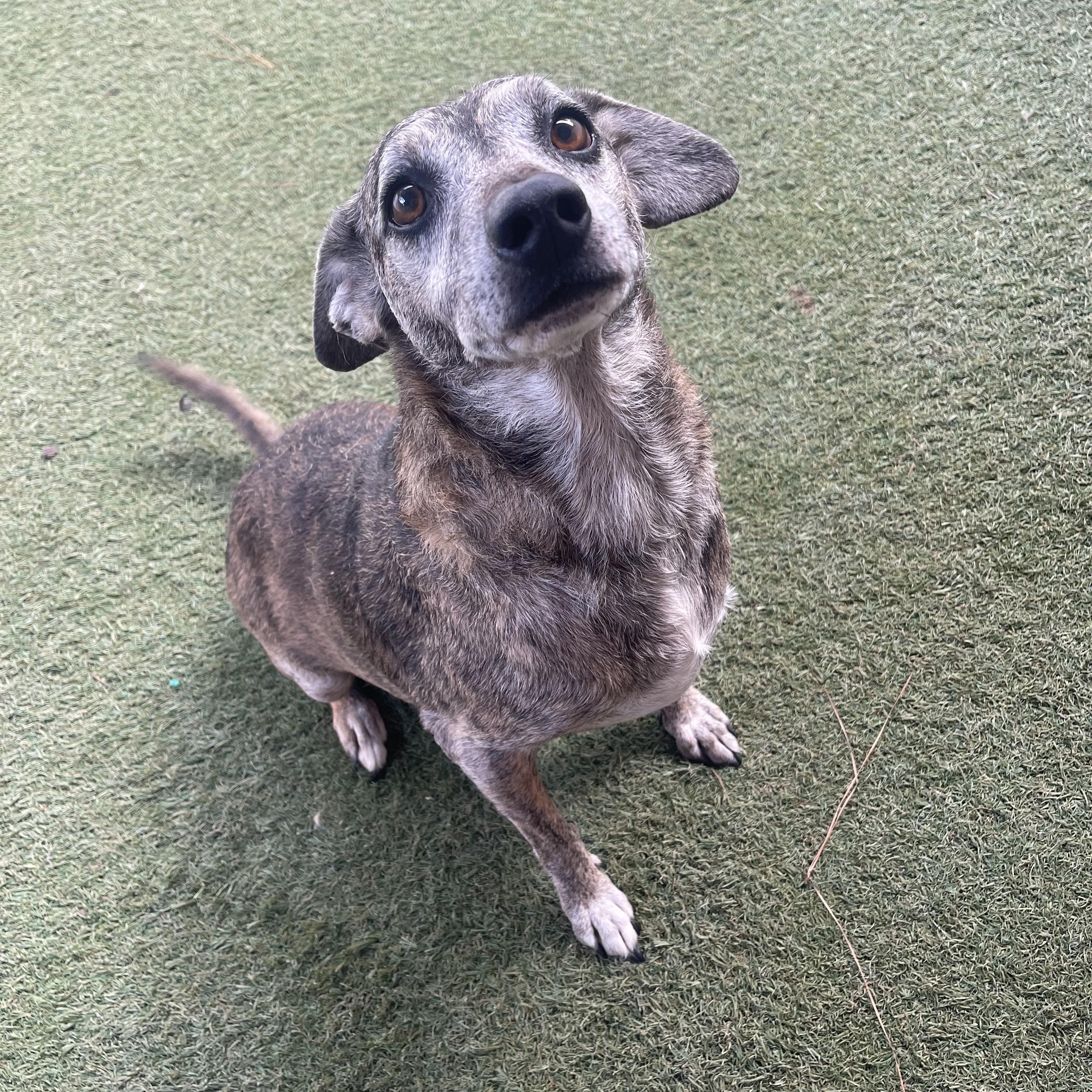 Enlarge George, a Adoptable mixed breed in Baton Rouge, LA image 6/6