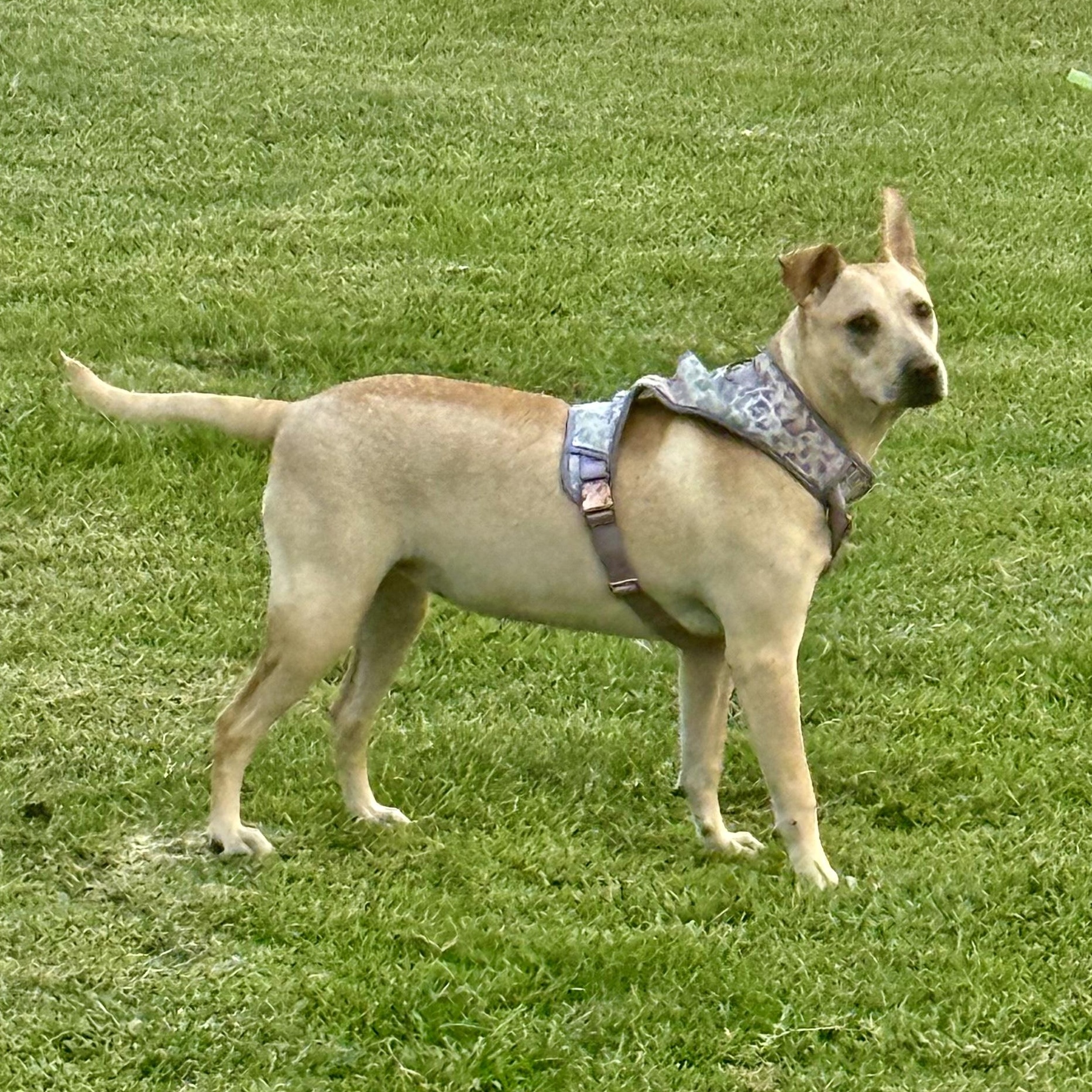 Rhea — thumbnail 2