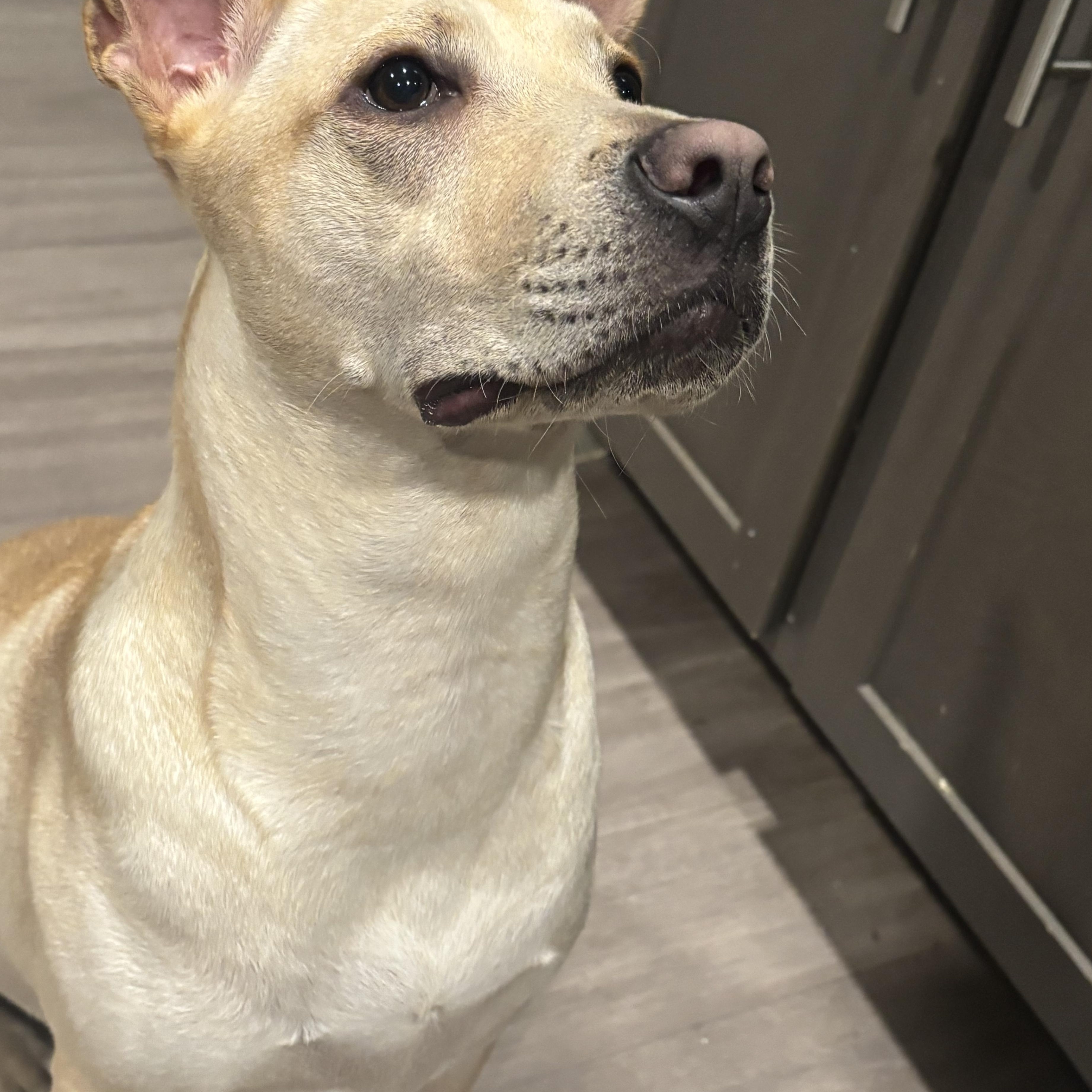 Rhea — thumbnail 3