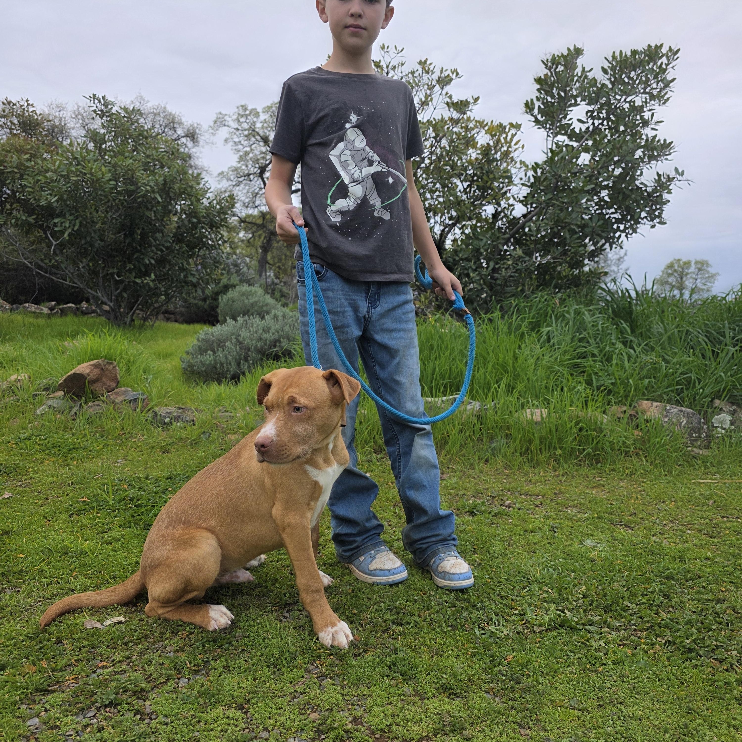 Poe, Adoptable, Puppy Male Australian Cattle Dog / Blue Heeler & Wirehaired Vizsla.
