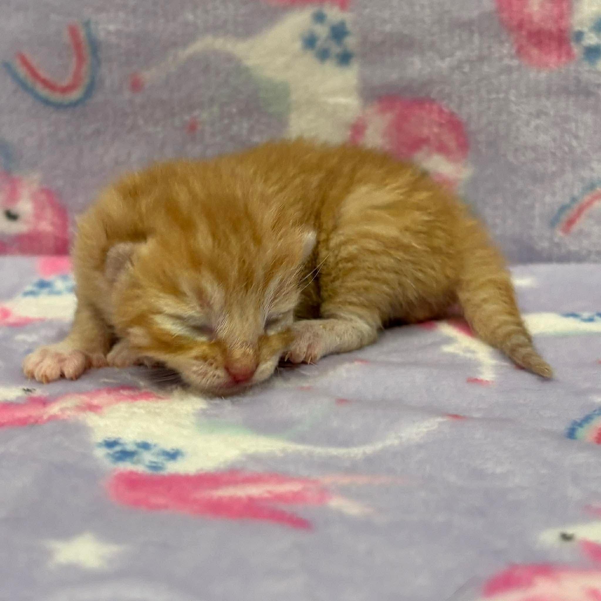 Enlarge THEO, an adopted Domestic Short Hair in Tillsonburg, ON image 2/3