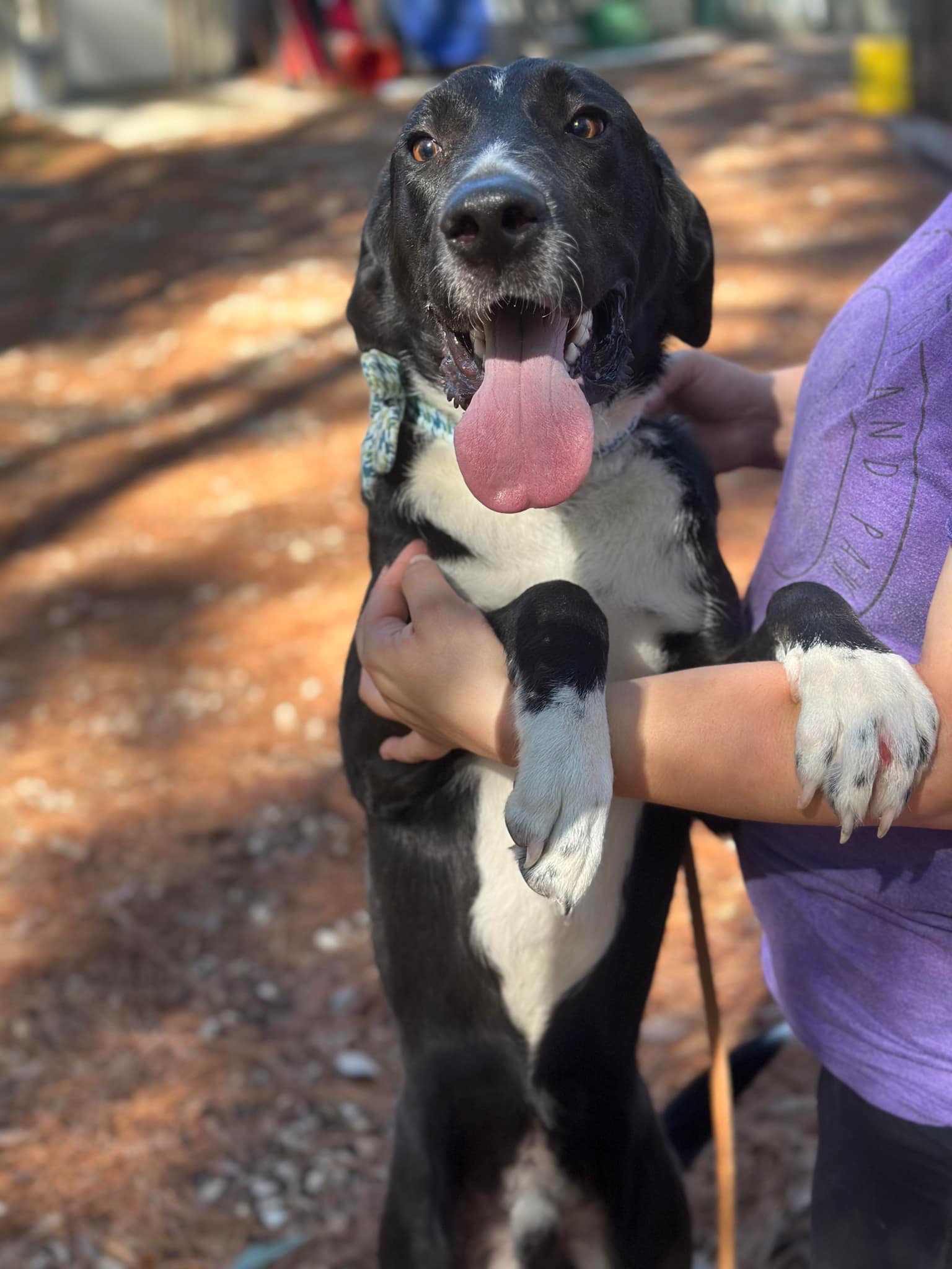 Willie, a Adoptable mixed breed in Des Moines, IA image 5/6