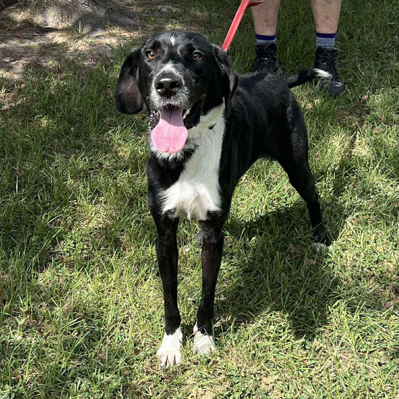 Willie, a Adoptable mixed breed in Des Moines, IA image 3/6