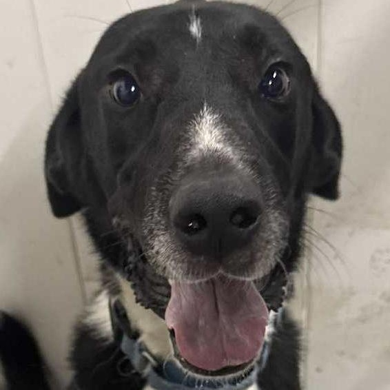 Willie, a Adoptable mixed breed in Des Moines, IA image 2/6