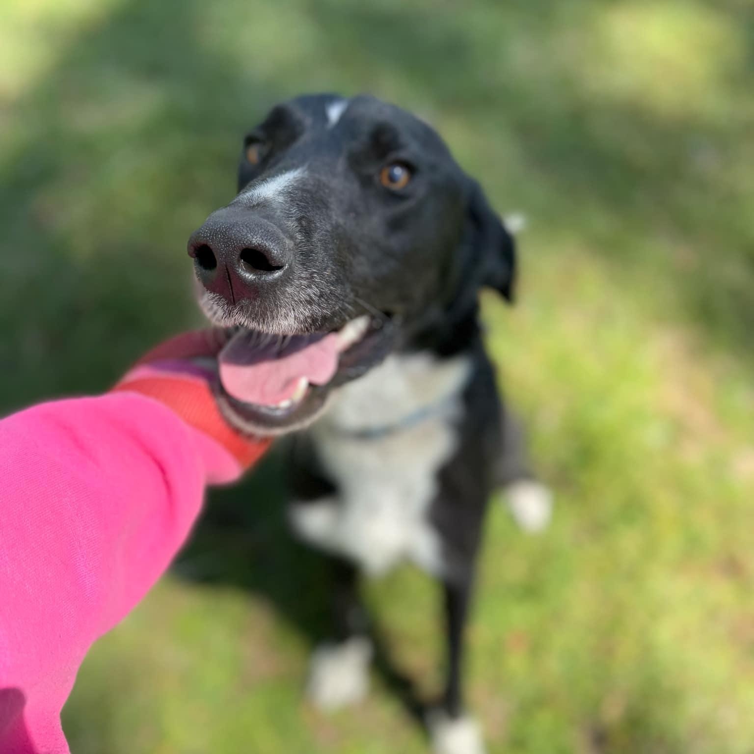 Willie, a Adoptable mixed breed in Des Moines, IA image 1/6