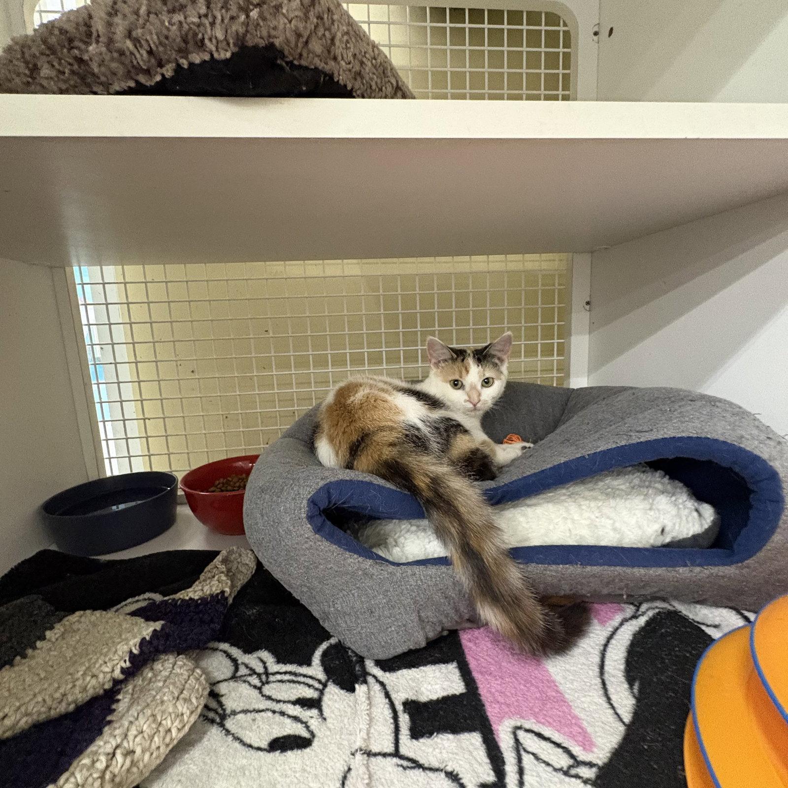 ceecee. (sc), Adopted, Kitten Female Domestic Short Hair.