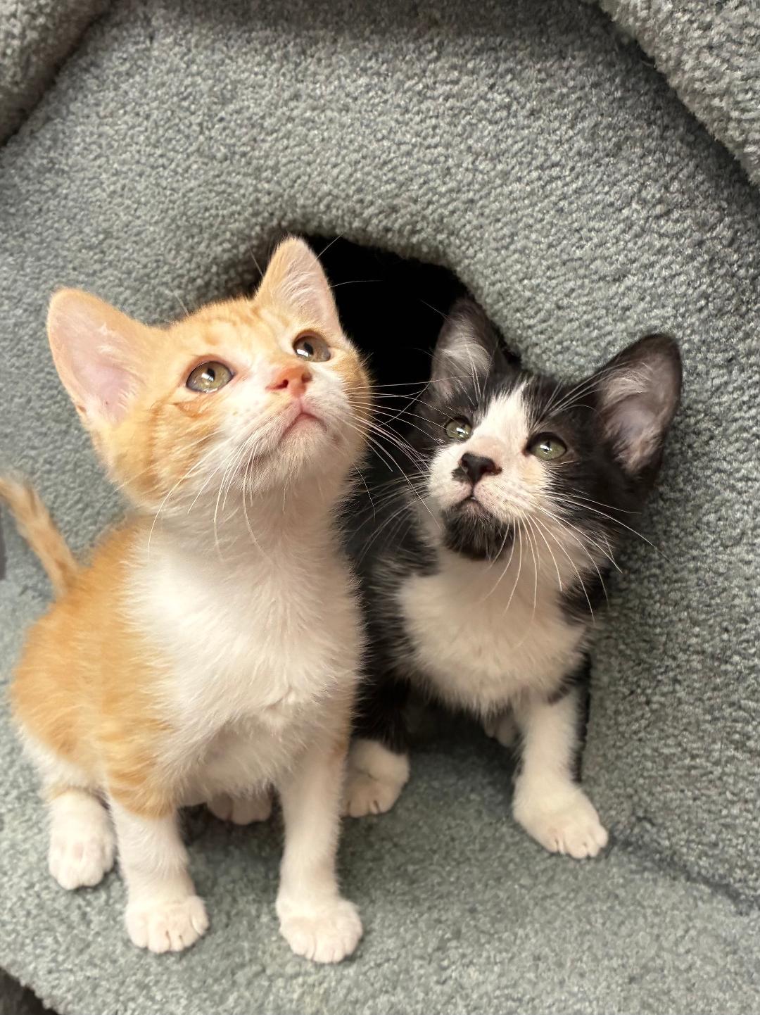 Wren and Wyatt, Adoptable, Kitten Female Domestic Short Hair.