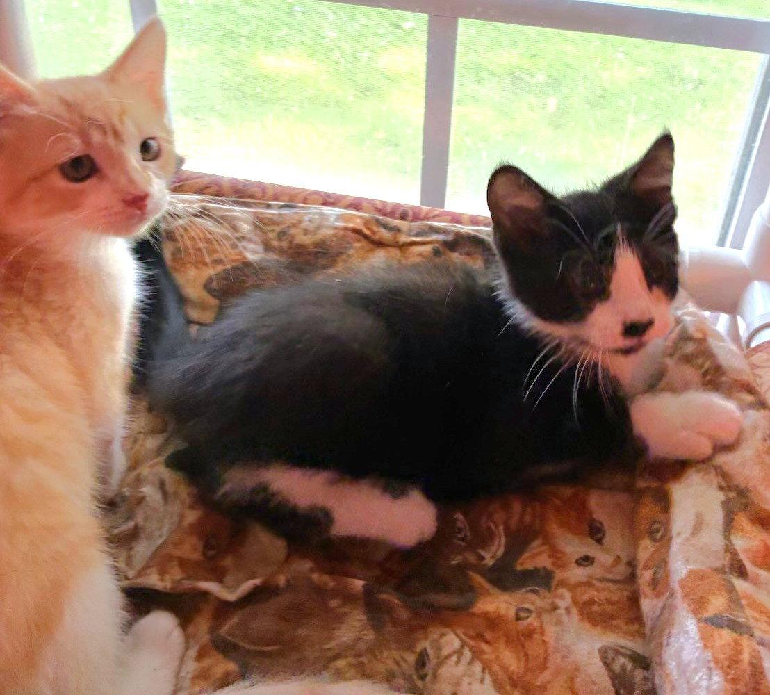 Wren and Wyatt, a Adoptable Domestic Short Hair in Shawnee, KS image 1/3