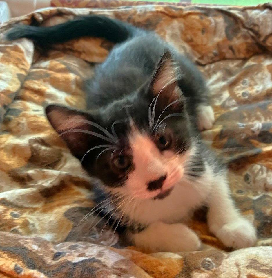 Wren and Wyatt, a Adoptable Domestic Short Hair in Shawnee, KS image 2/3