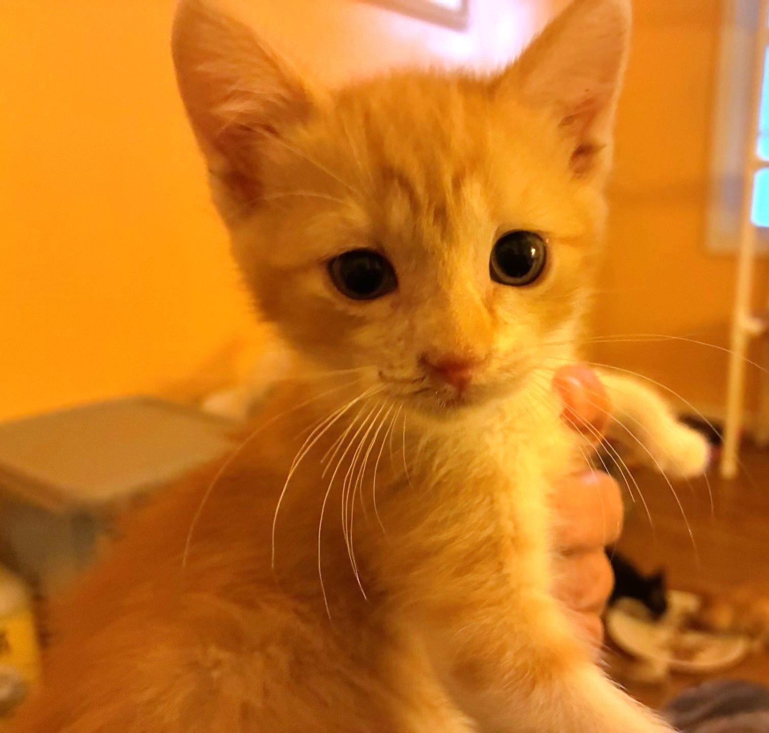 Wren and Wyatt, a Adoptable Domestic Short Hair in Shawnee, KS image 3/3