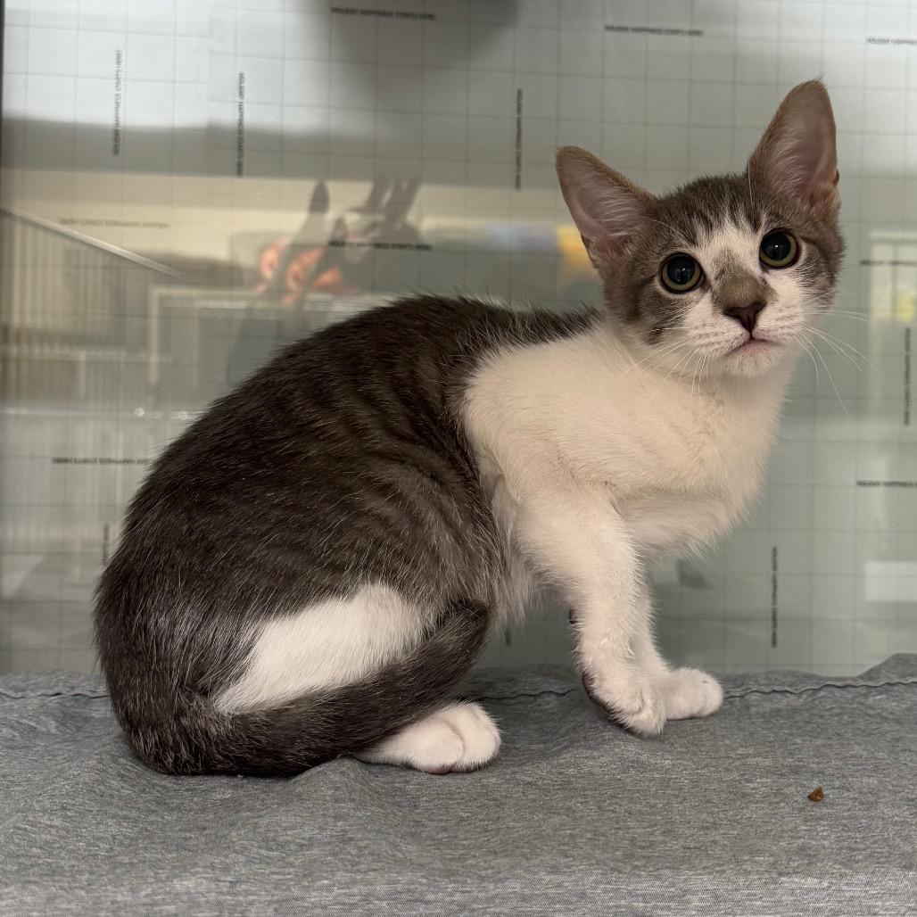 Loki, Adoptable, Kitten Male Domestic Short Hair.