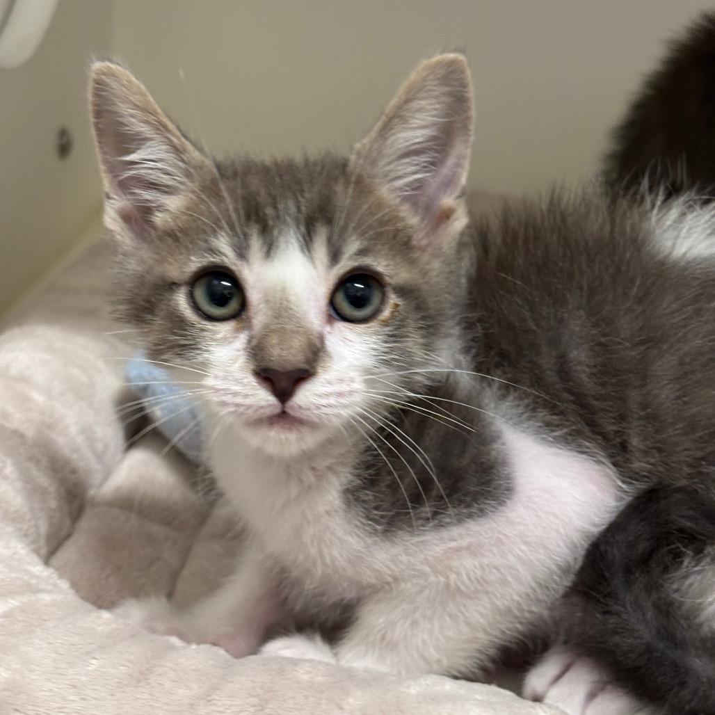 Enlarge Loki, a Adoptable mixed breed in League City, TX image 2/2