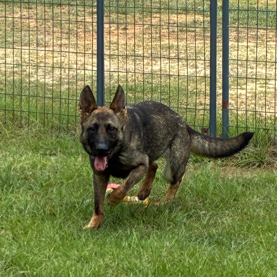 Enlarge Karma, a Adoptable mixed breed in Hattiesburg, MS image 1/3