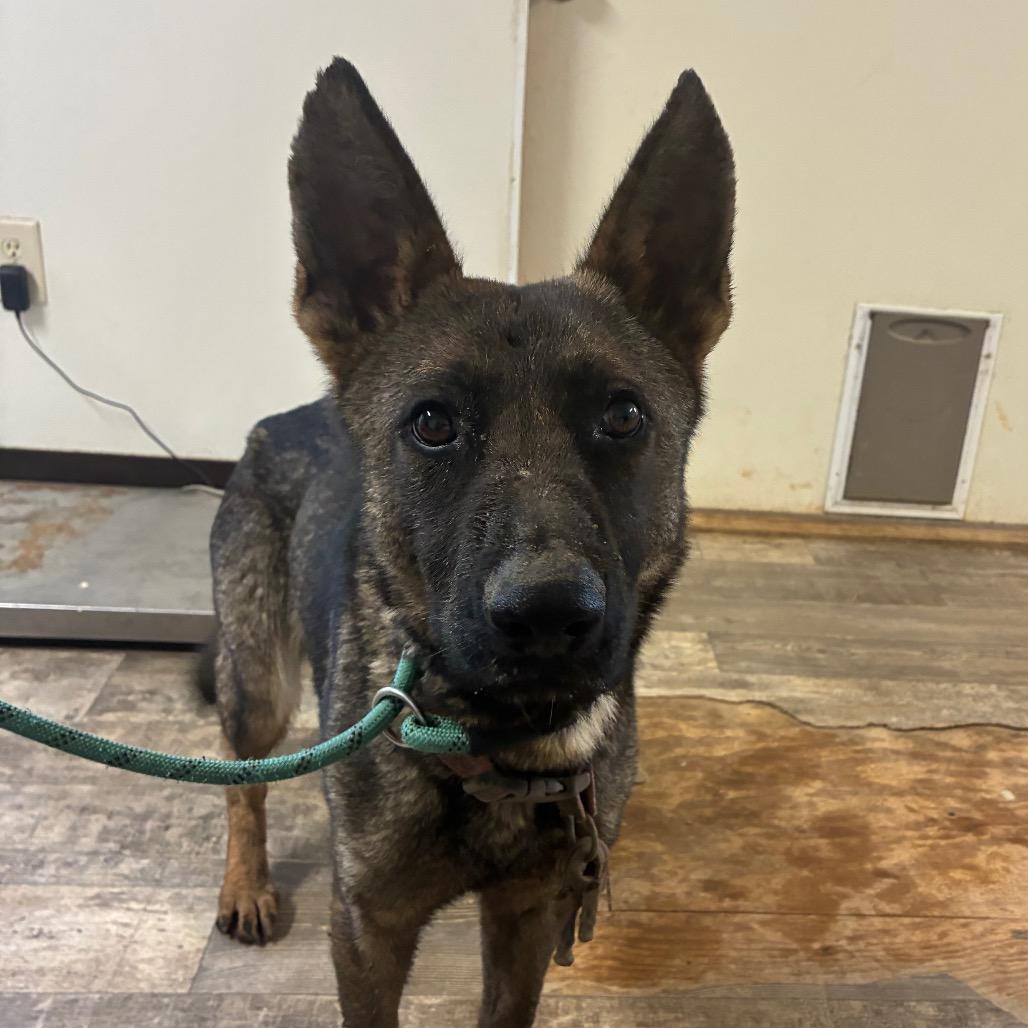 Karma, Adoptable, Adult Female German Shepherd Dog.