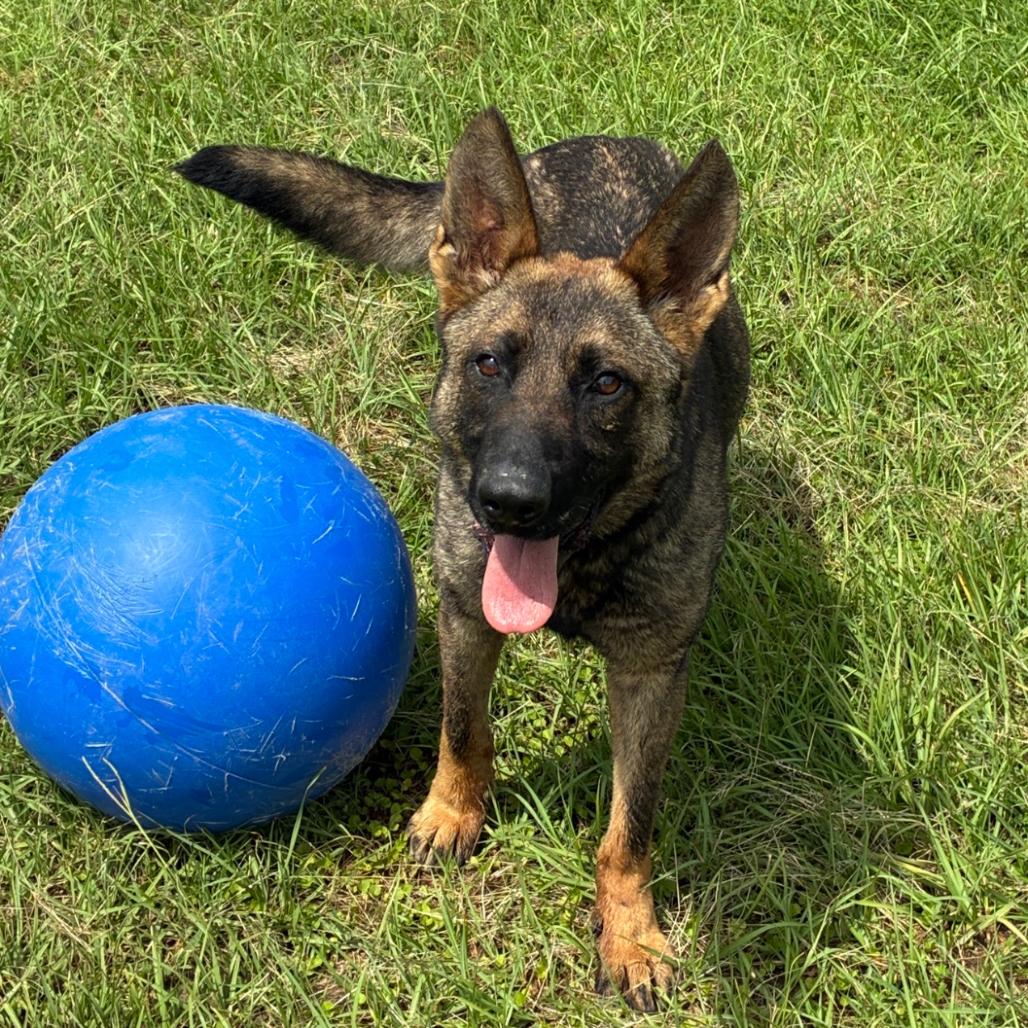 Enlarge Karma, a Adoptable mixed breed in Hattiesburg, MS image 3/3