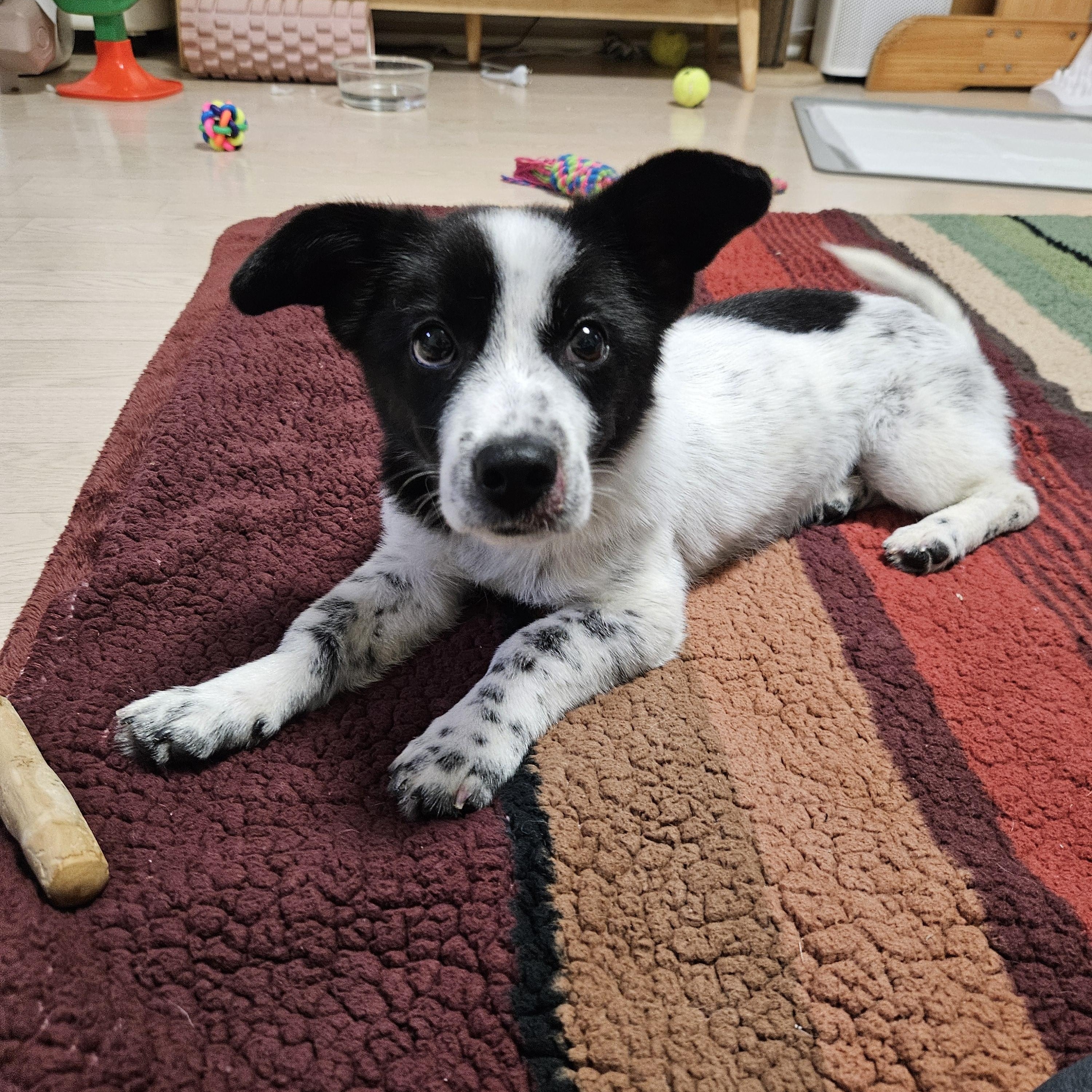 Enlarge Bao, an adopted Mixed Breed in Centreville, VA image 2/4
