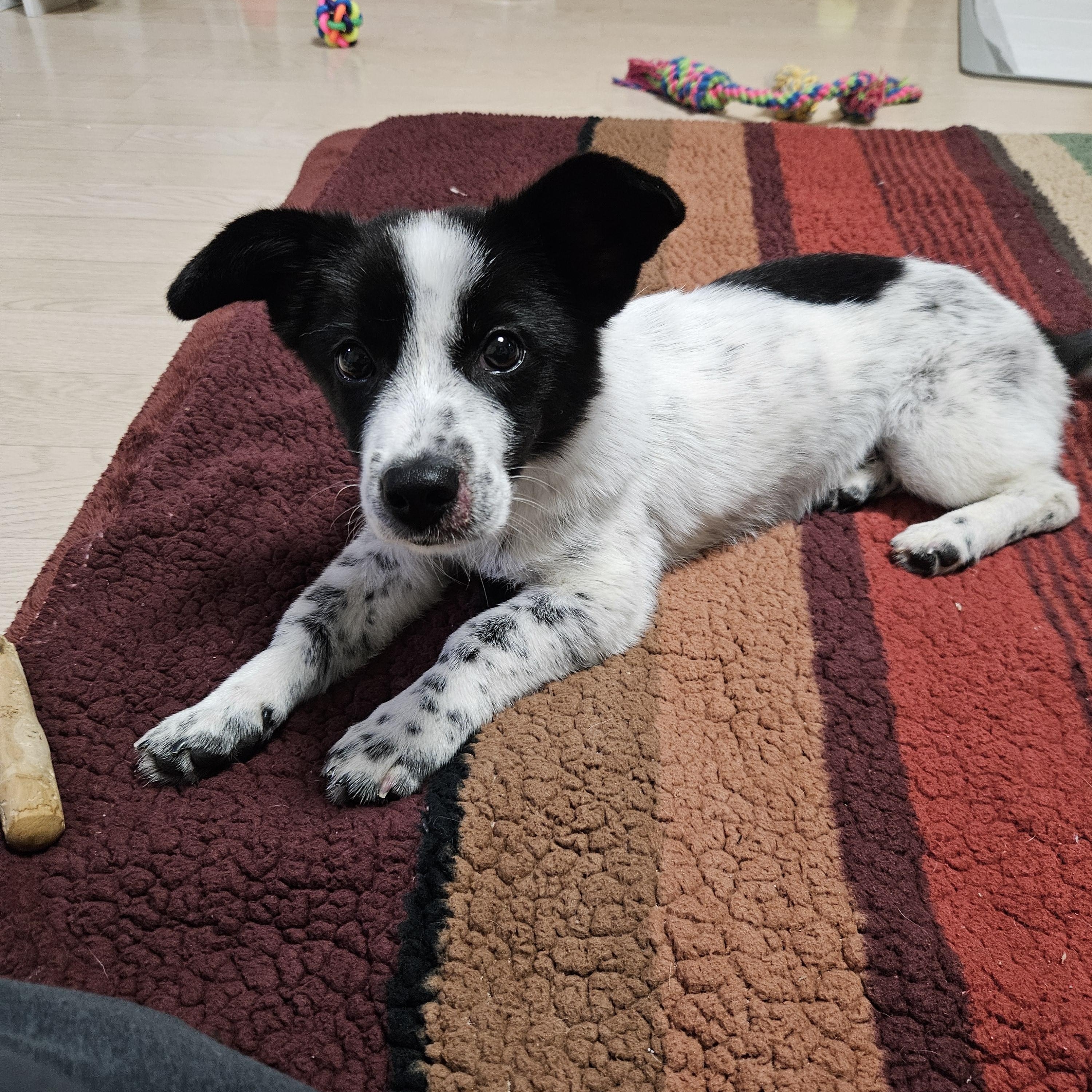 Bao, adopted, Puppy Male Mixed Breed.