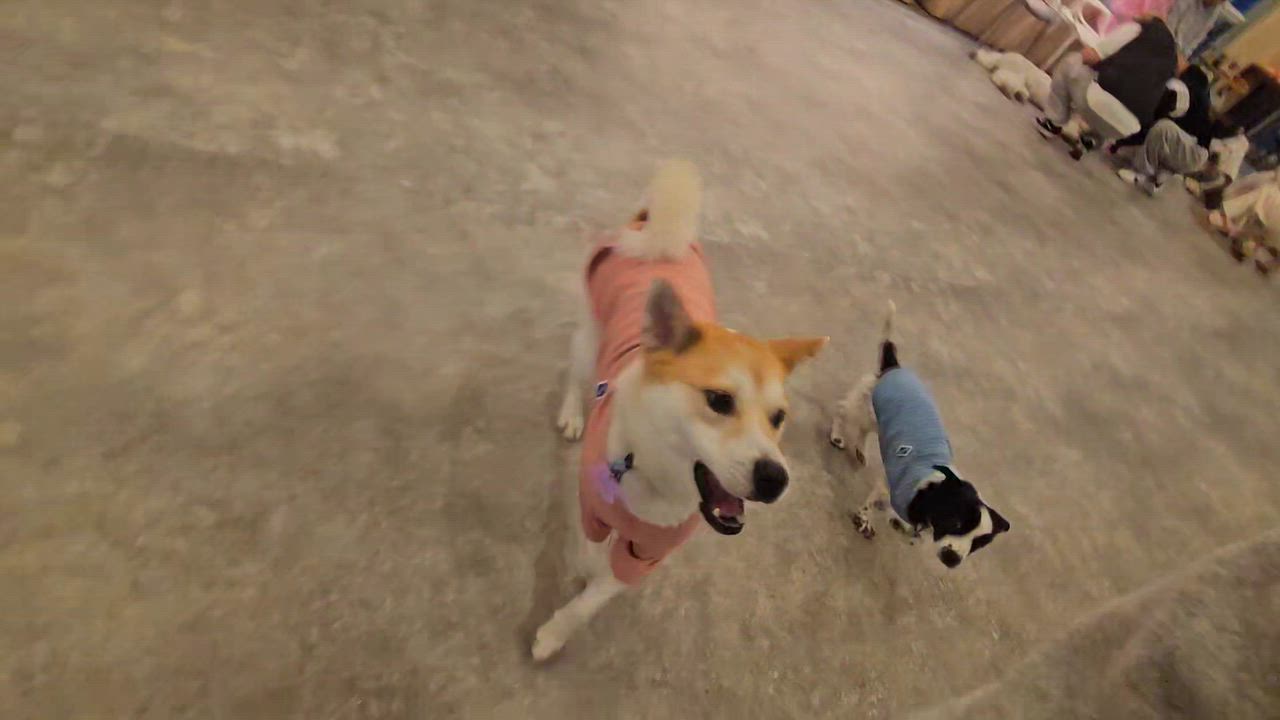 Enlarge Bao, an adopted Mixed Breed in Centreville, VA video 4/4