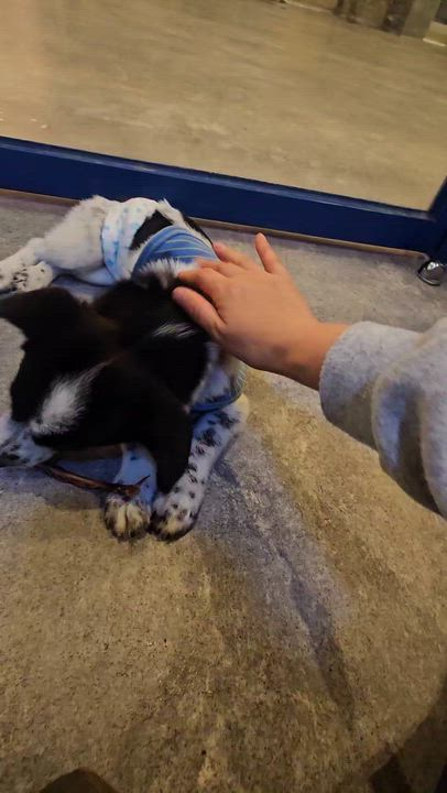 Enlarge Bao, an adopted Mixed Breed in Centreville, VA video 3/4