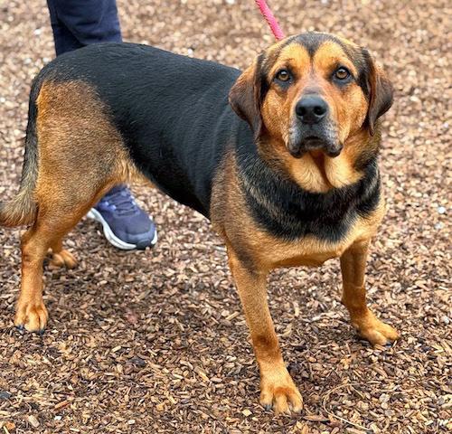 Enlarge Nola, a Adoptable mixed breed in Sudbury, MA image 4/4